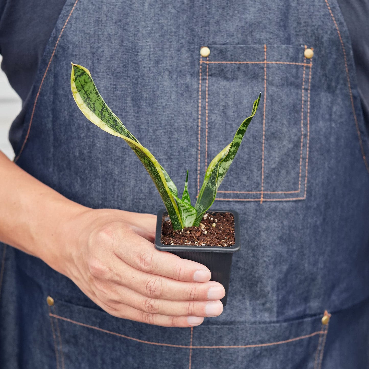 Snake Plants