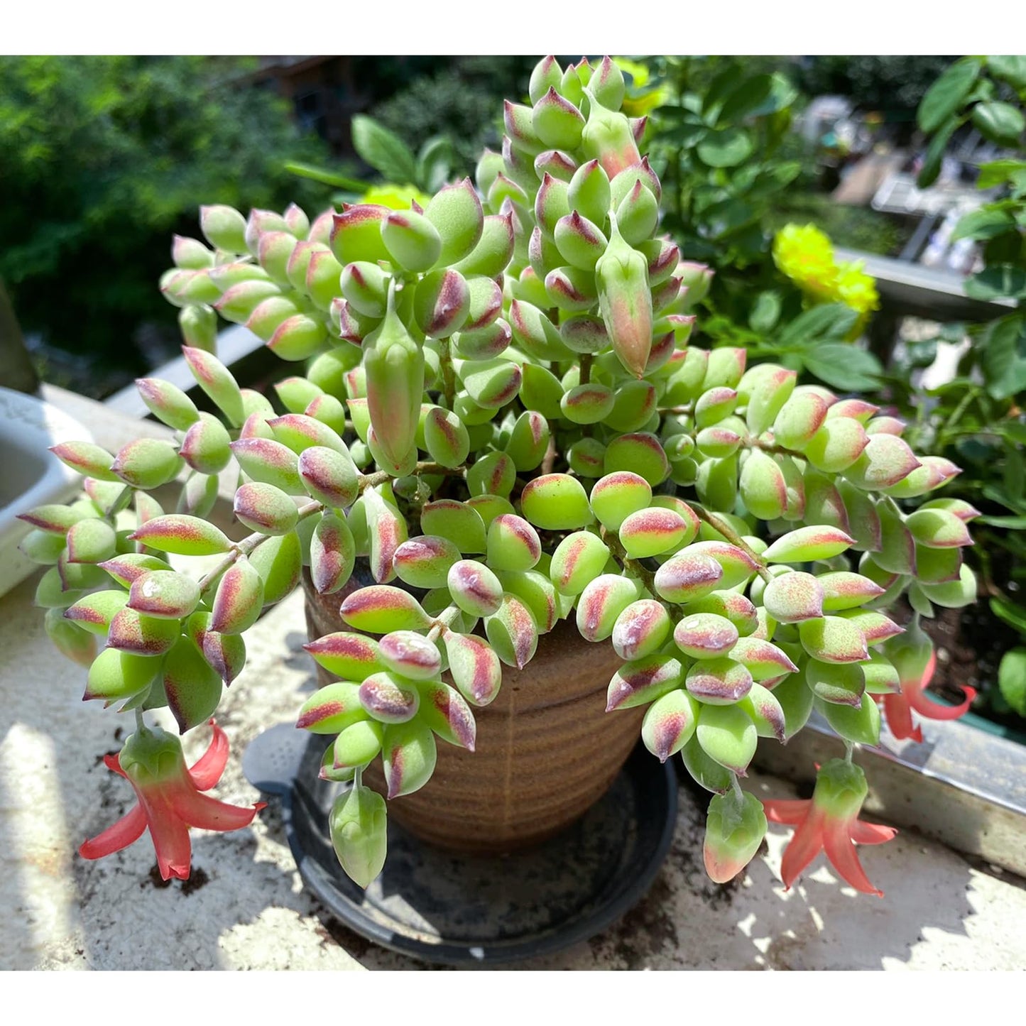 4" Trailing Succulents