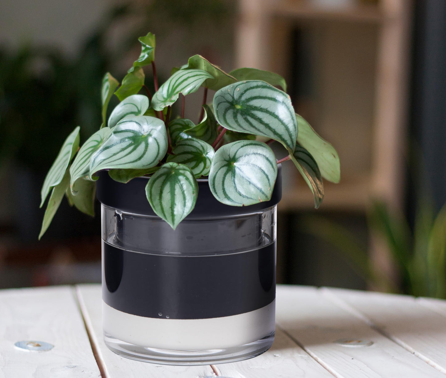 Self Watering Planter Pot Terracotta and Glass