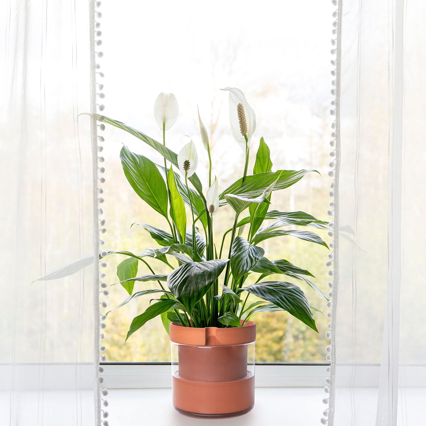 Self Watering Planter Pot Terracotta and Glass