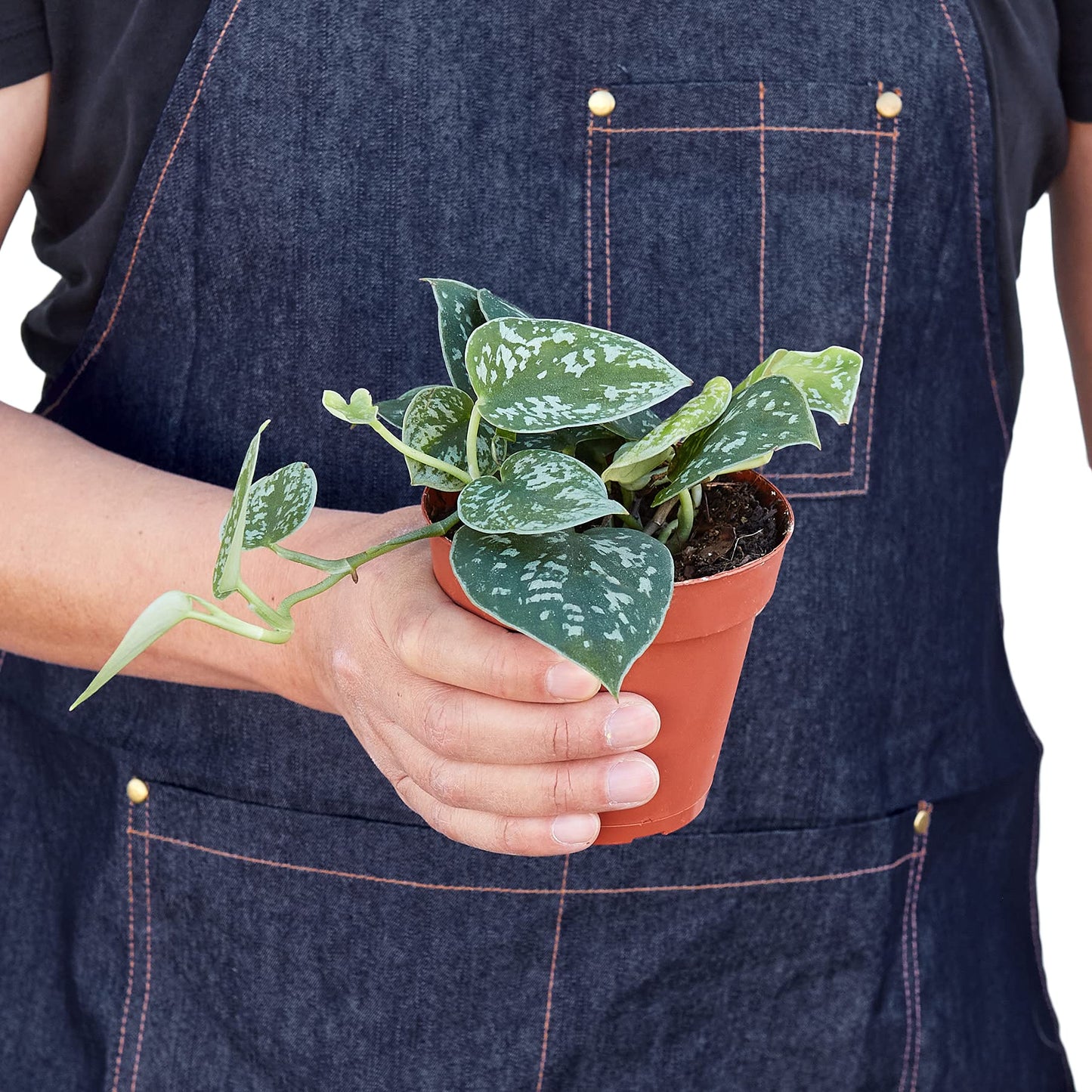 Pothos