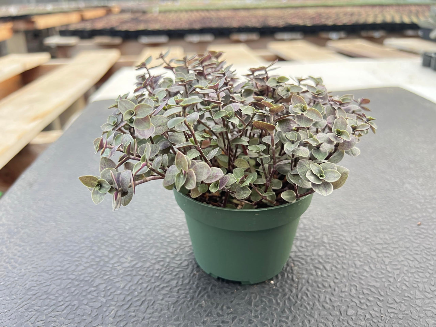 4" Trailing Succulents