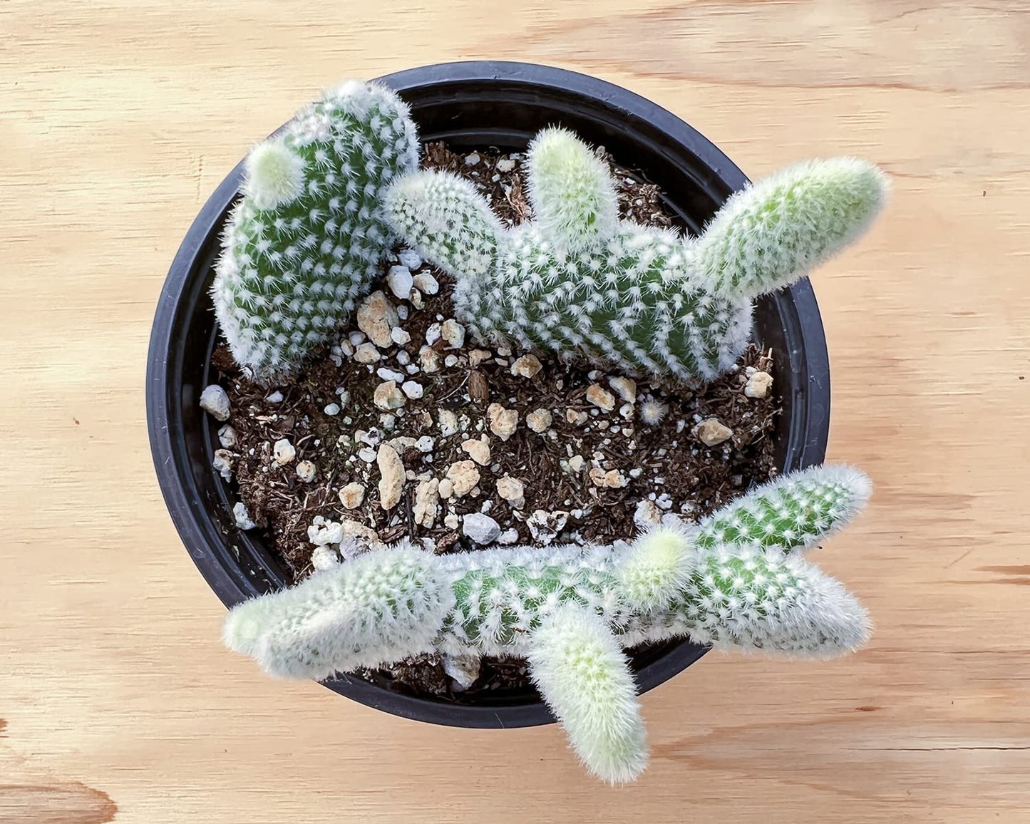 4" Trailing Succulents