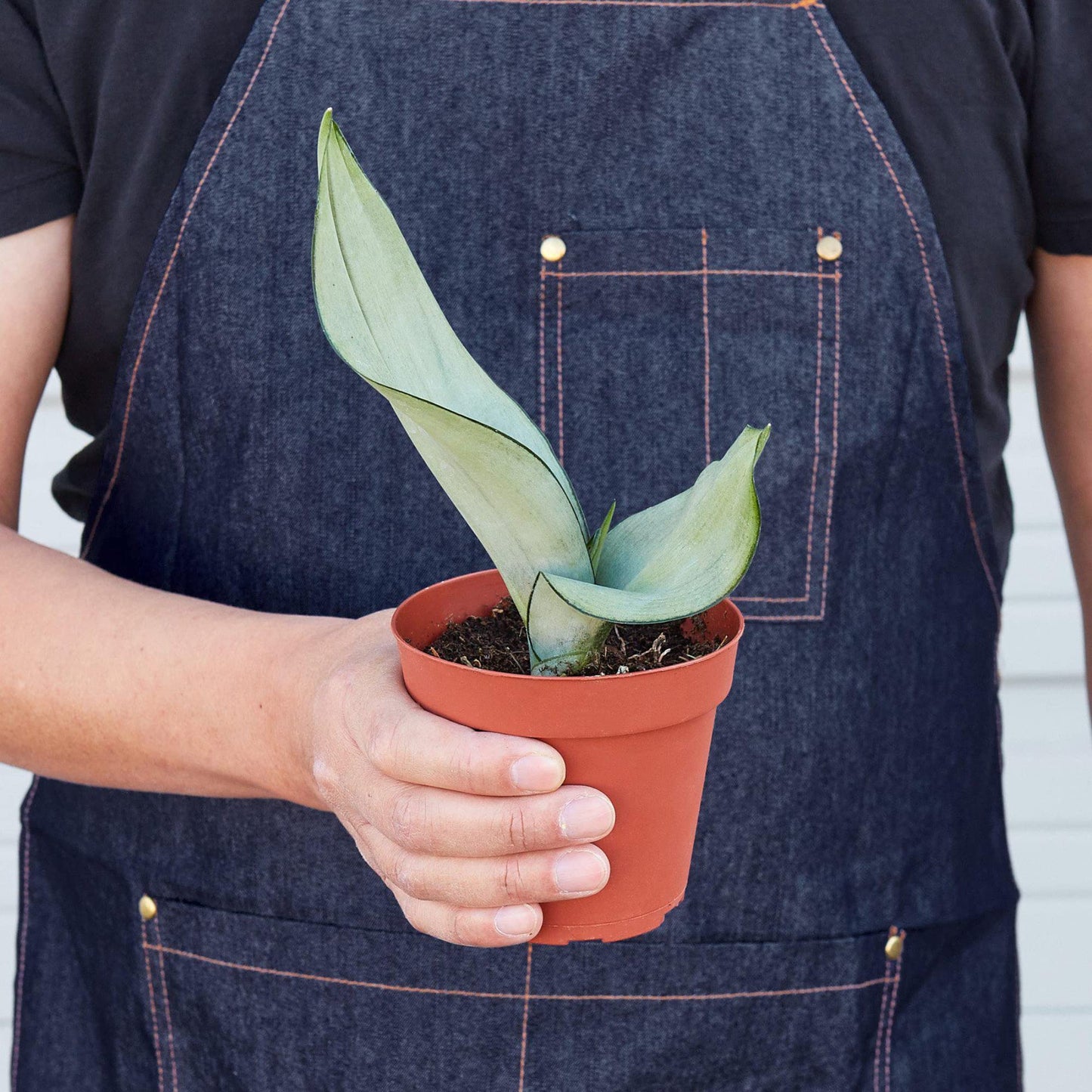 Snake Plants