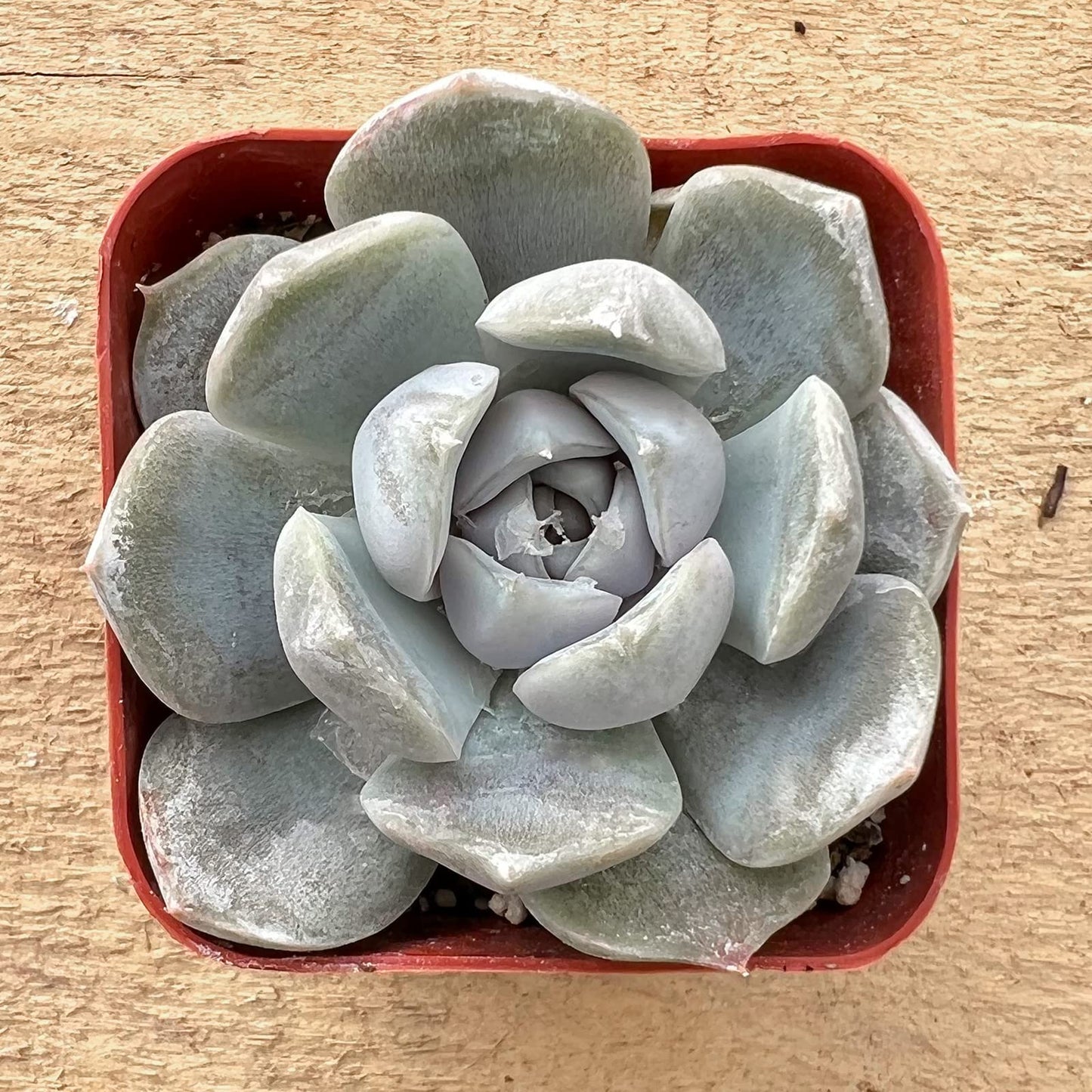 Sprout N Green Echeveria Minima, 1 Live Mini Succulent Plant Fully Rooted in 2 inch Starter Pot, Real House Plant for Indoor Outdoor Home Office Wedding Decoration Party Favor
