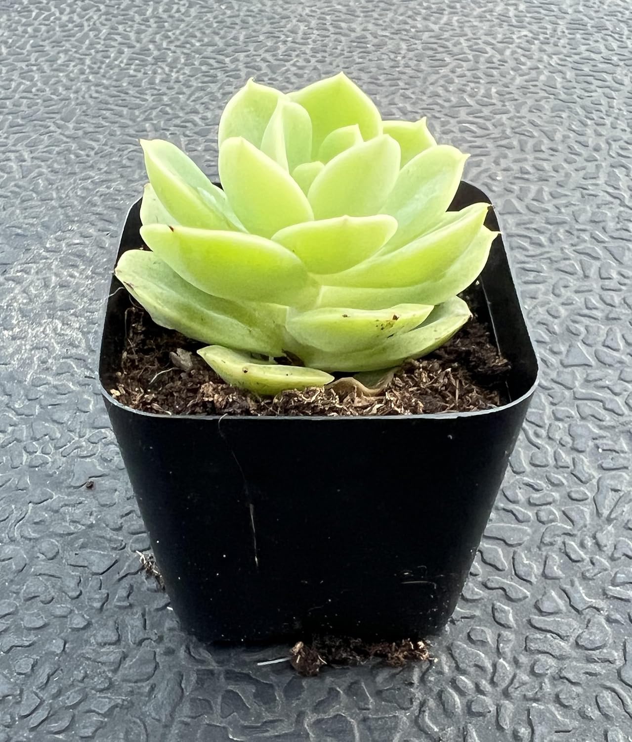 Sprout N Green Echeveria Minima, 1 Live Mini Succulent Plant Fully Rooted in 2 inch Starter Pot, Real House Plant for Indoor Outdoor Home Office Wedding Decoration Party Favor