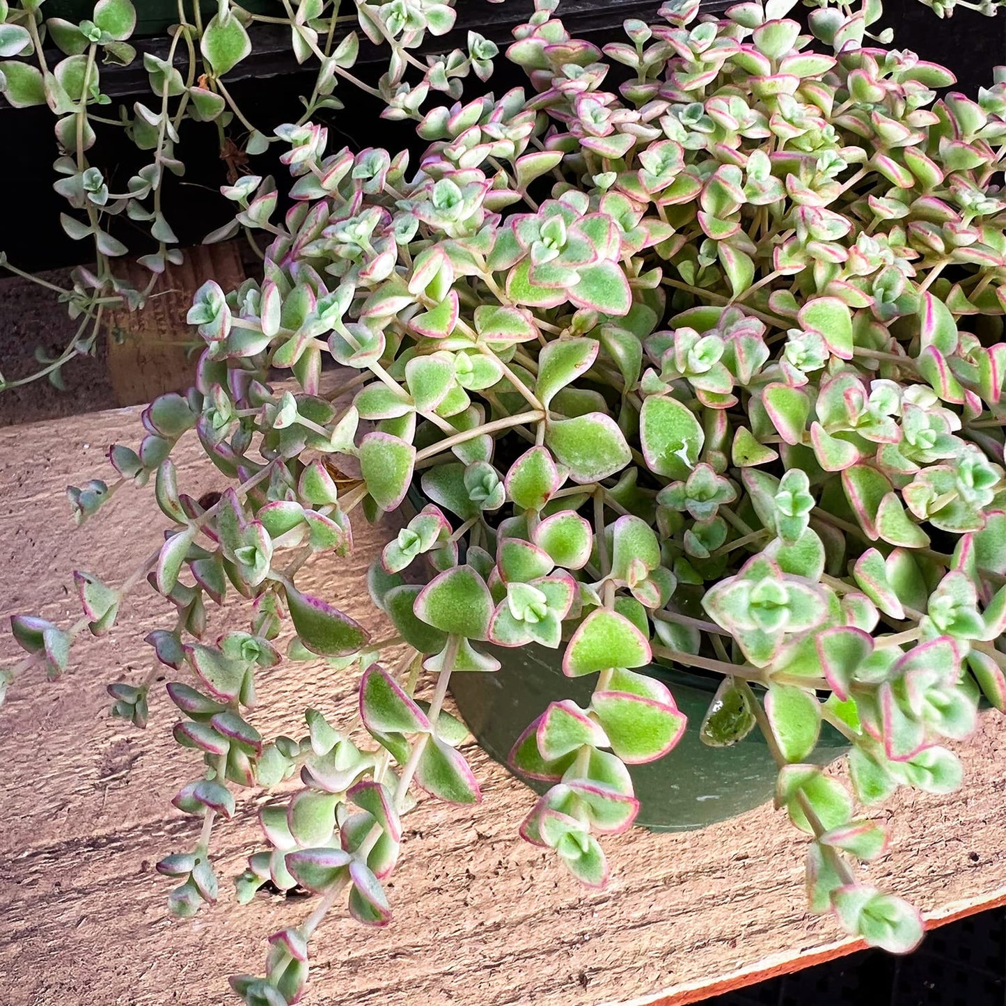 4" Trailing Succulents