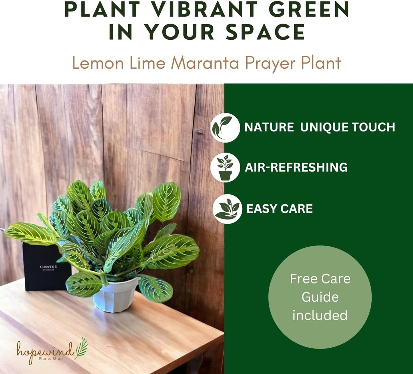 Lemon Lime Prayer Plant Maranta