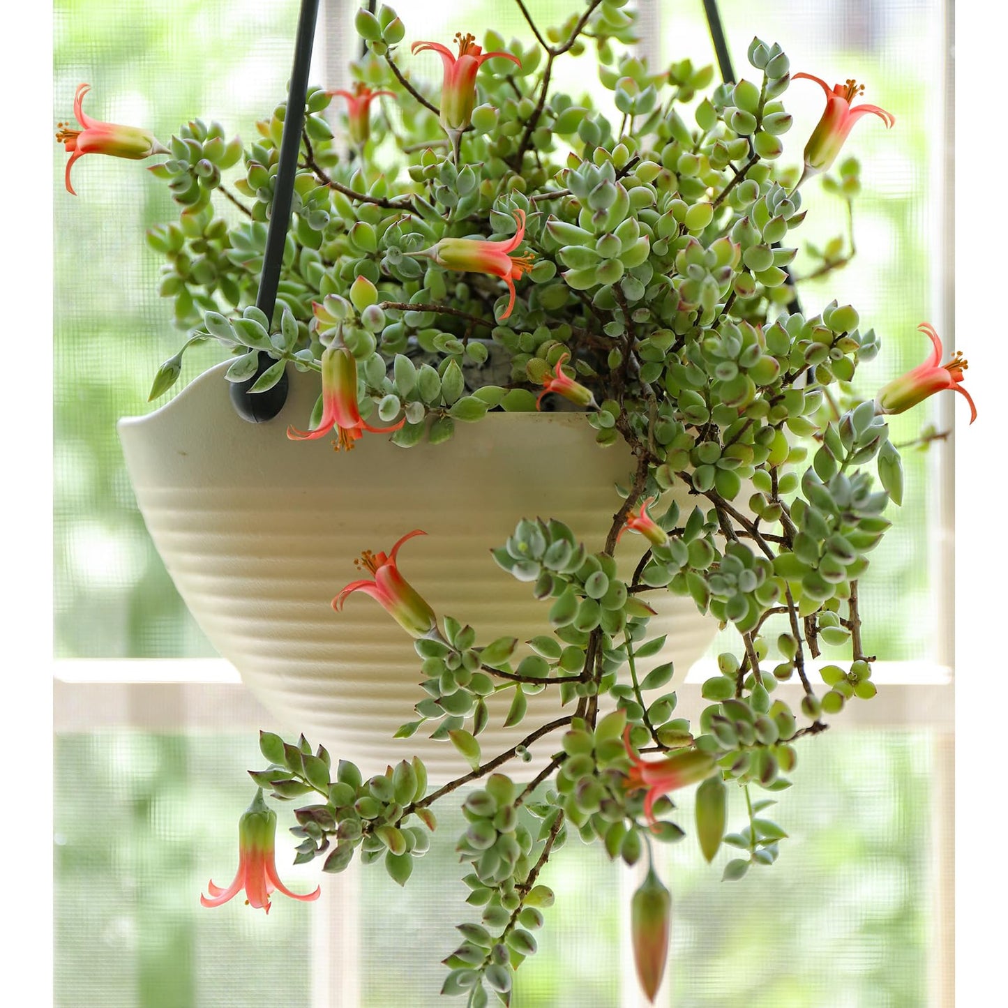 4" Trailing Succulents
