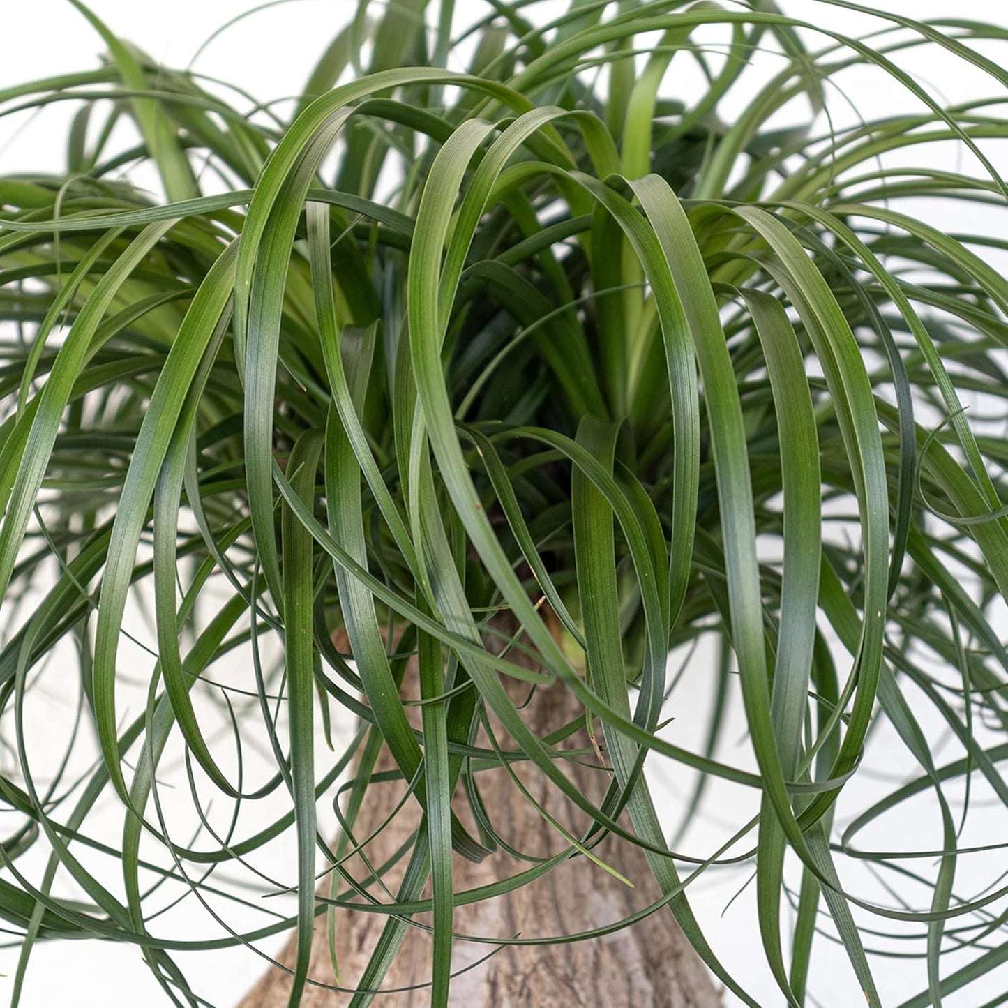 Large Ponytail Palm