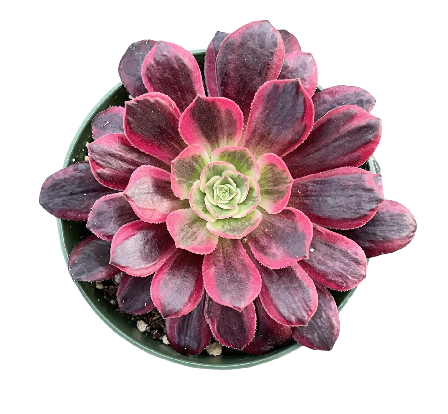 4" Trailing Succulents