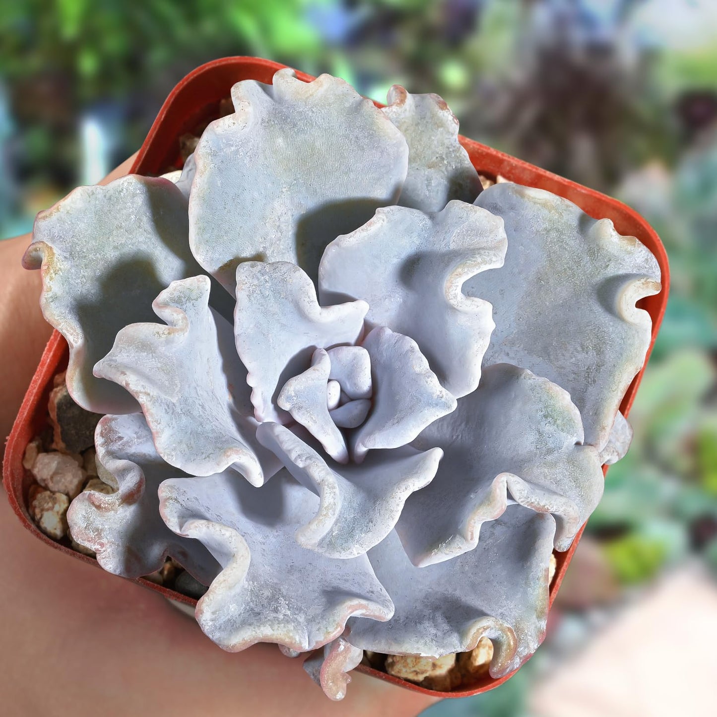 Lithops & Succulent Collection