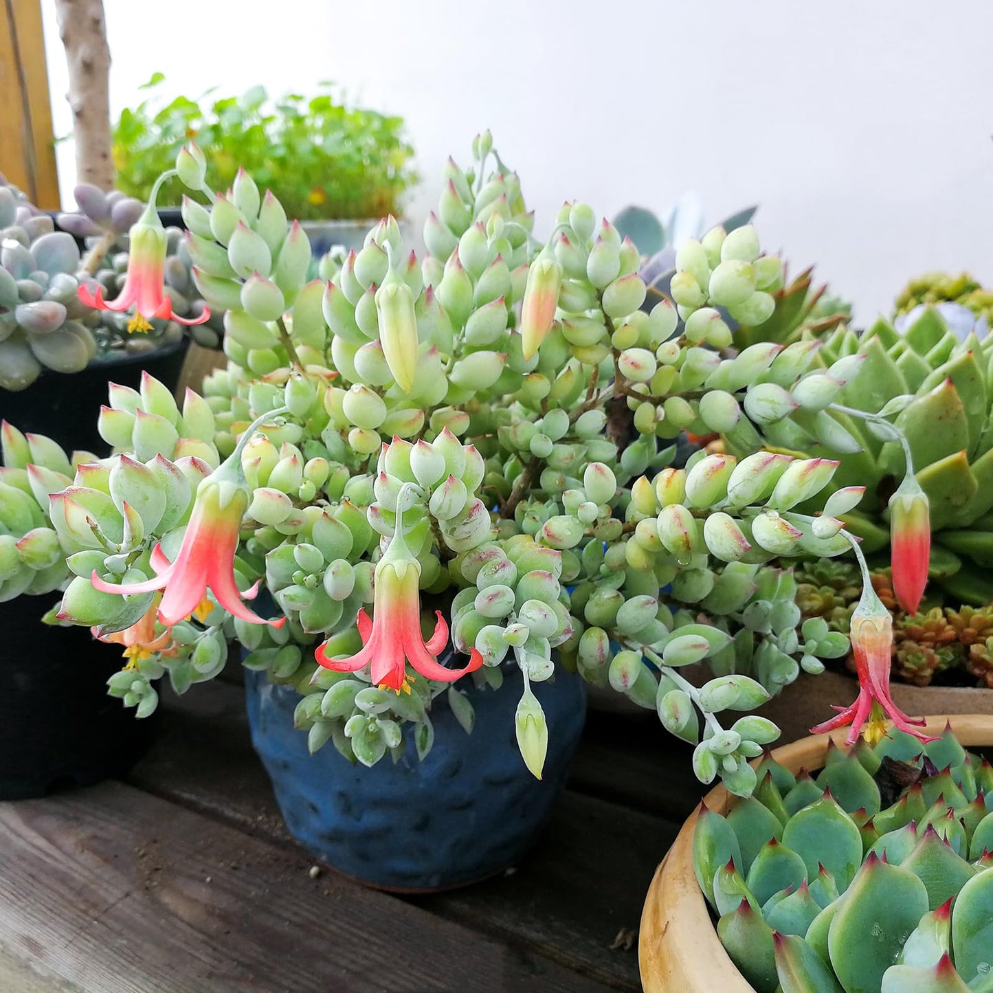 4" Trailing Succulents