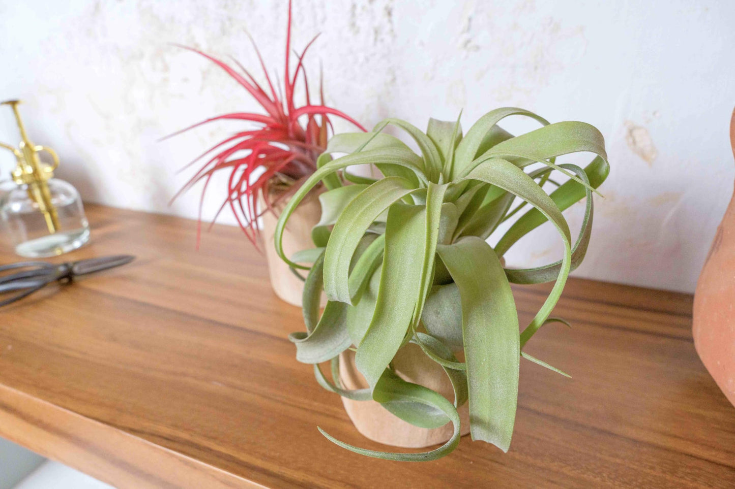 Driftwood Containers with Small Xerographica Air Plant