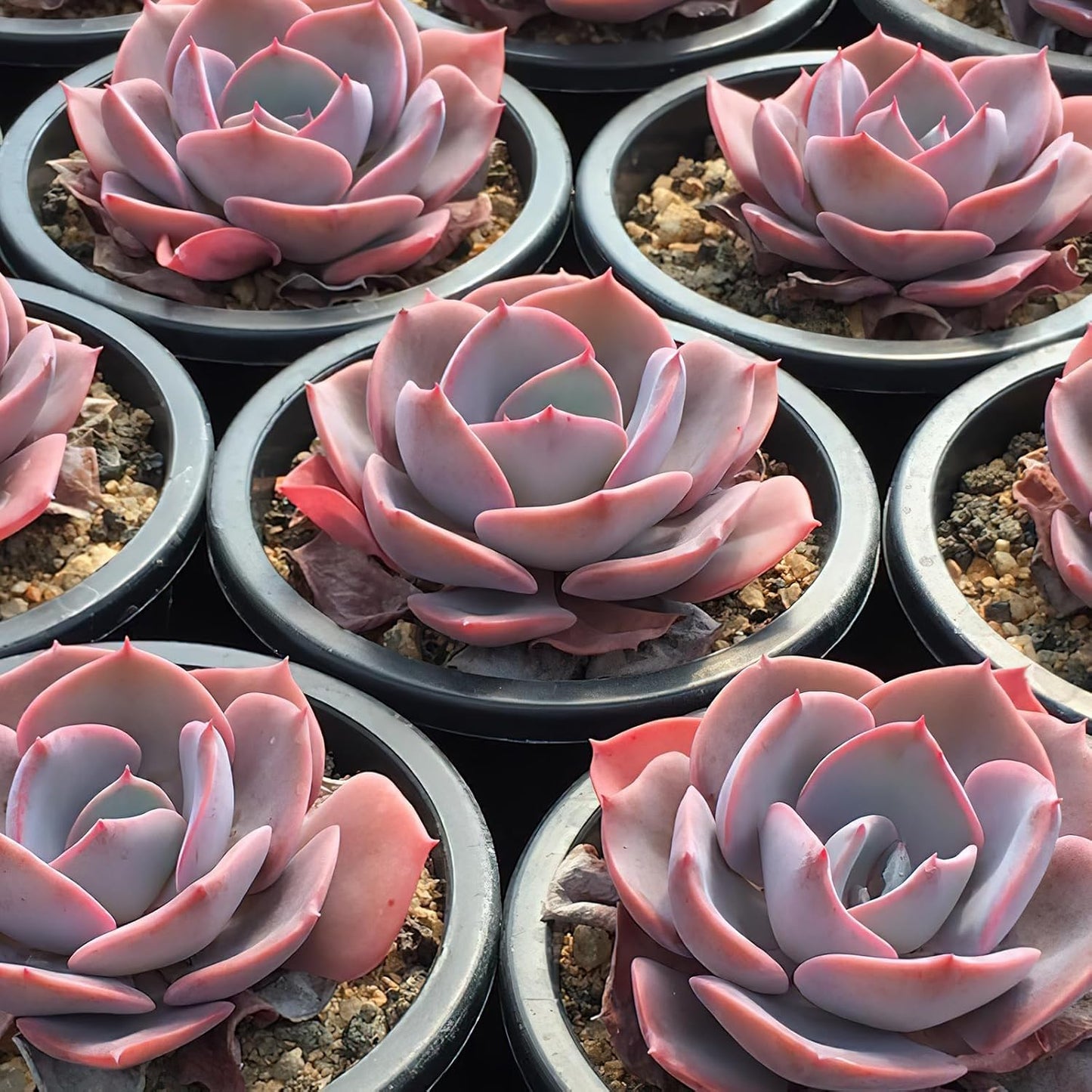 Sprout N Green Echeveria Minima, 1 Live Mini Succulent Plant Fully Rooted in 2 inch Starter Pot, Real House Plant for Indoor Outdoor Home Office Wedding Decoration Party Favor