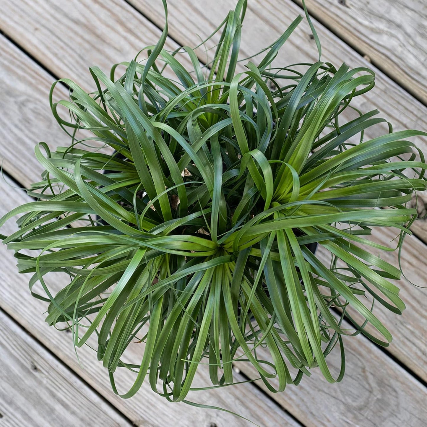Large Ponytail Palm