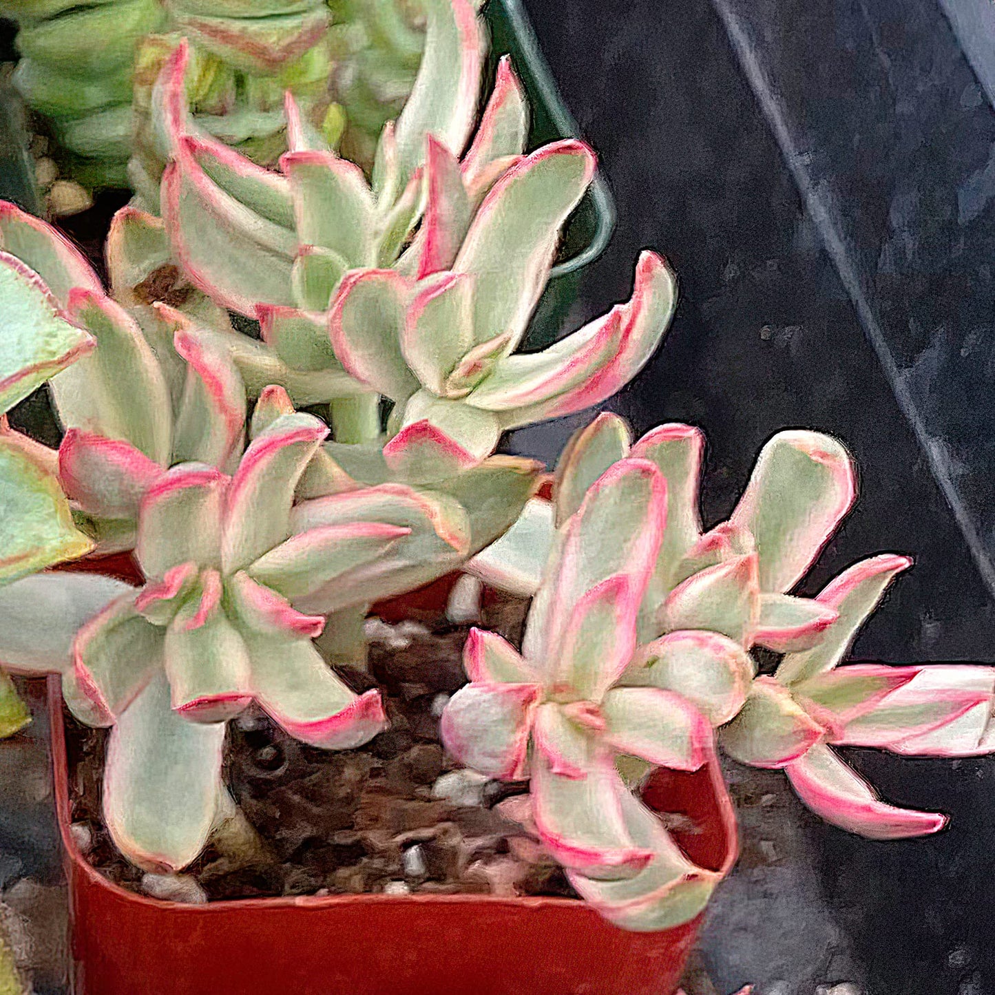 Lithops & Succulent Collection