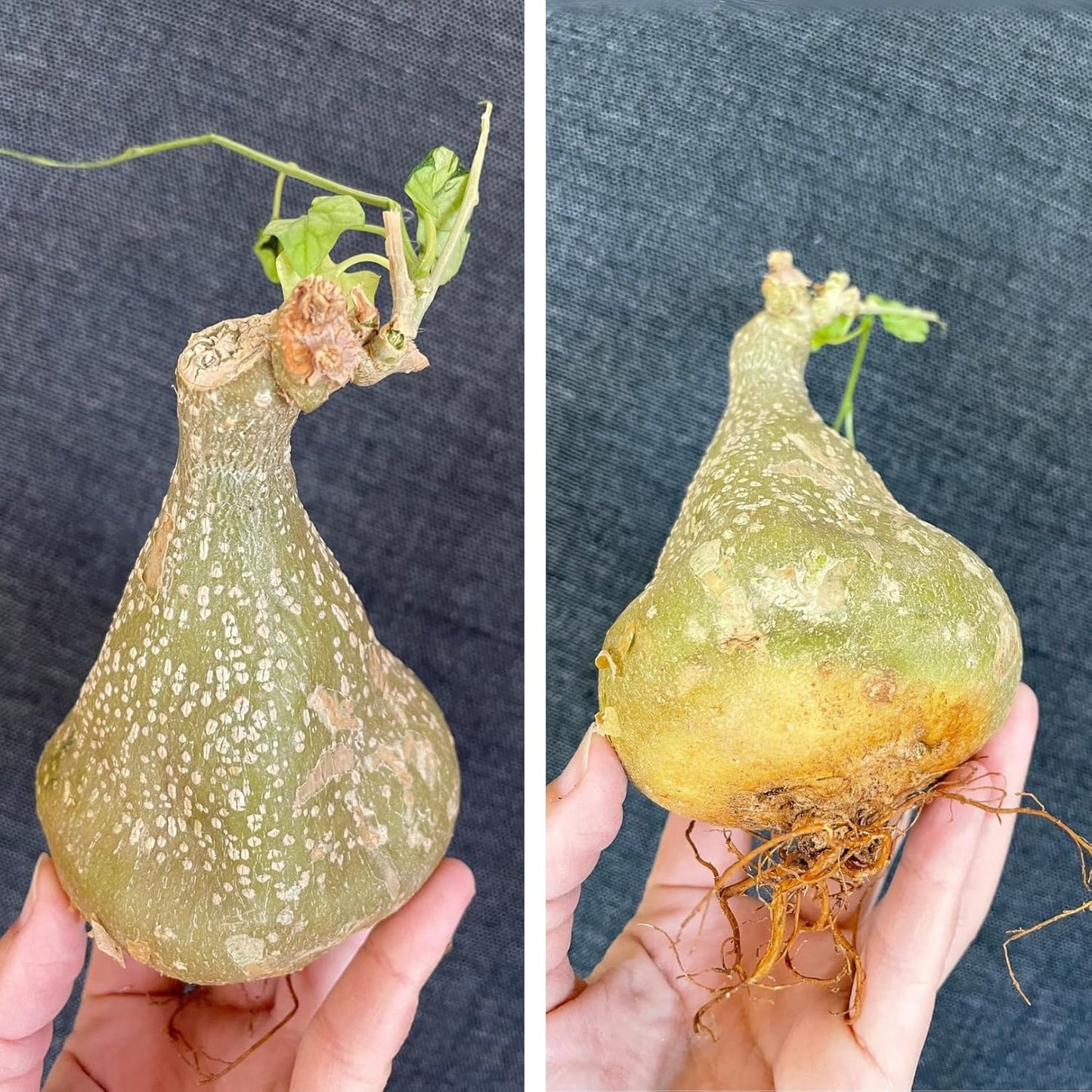 Live Gerrardanthus Macrorhizus – Rare Succulent Caudex Plant