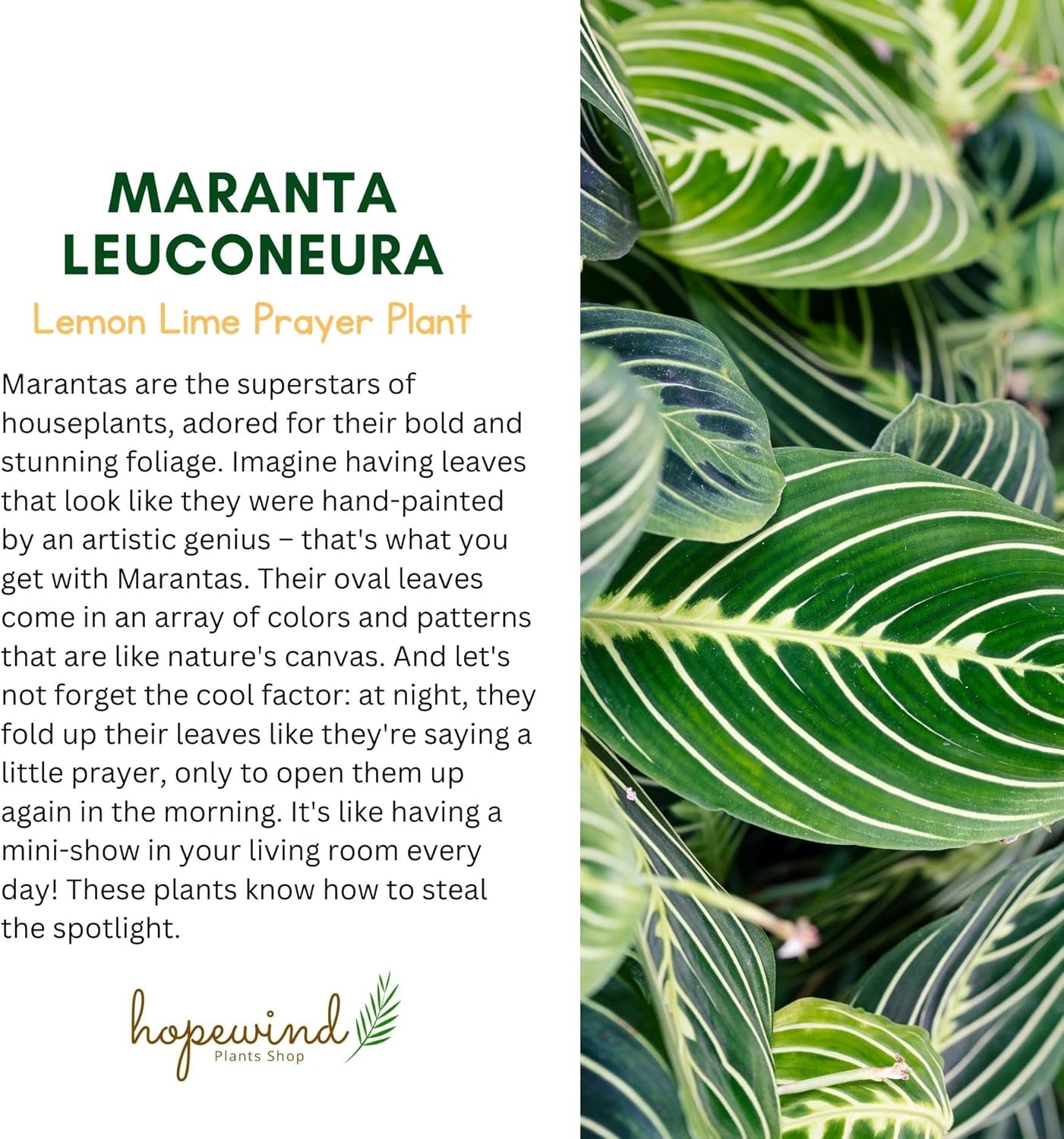 Lemon Lime Prayer Plant Maranta