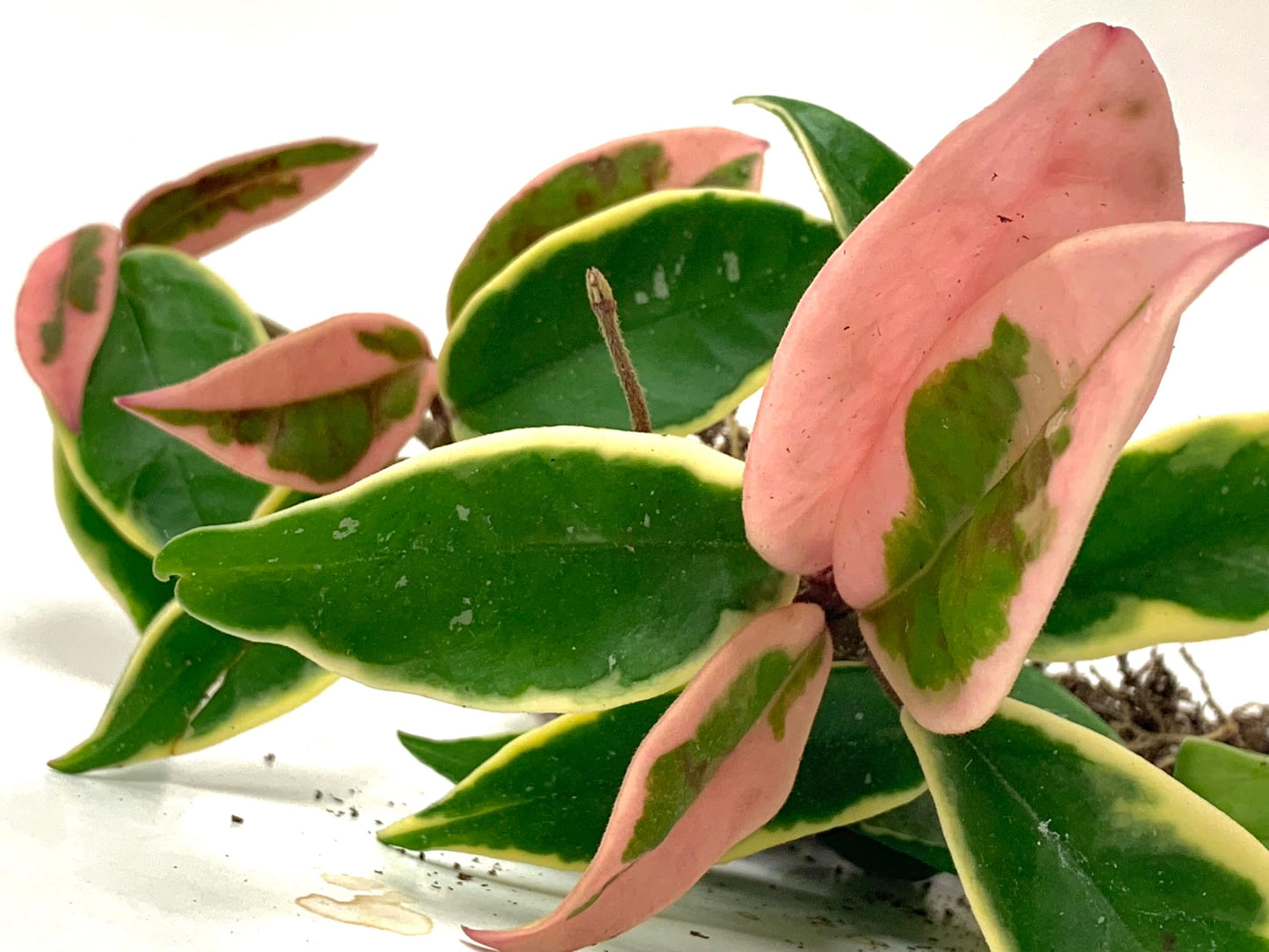 Tricolor Hoya Krimson Queen 4"