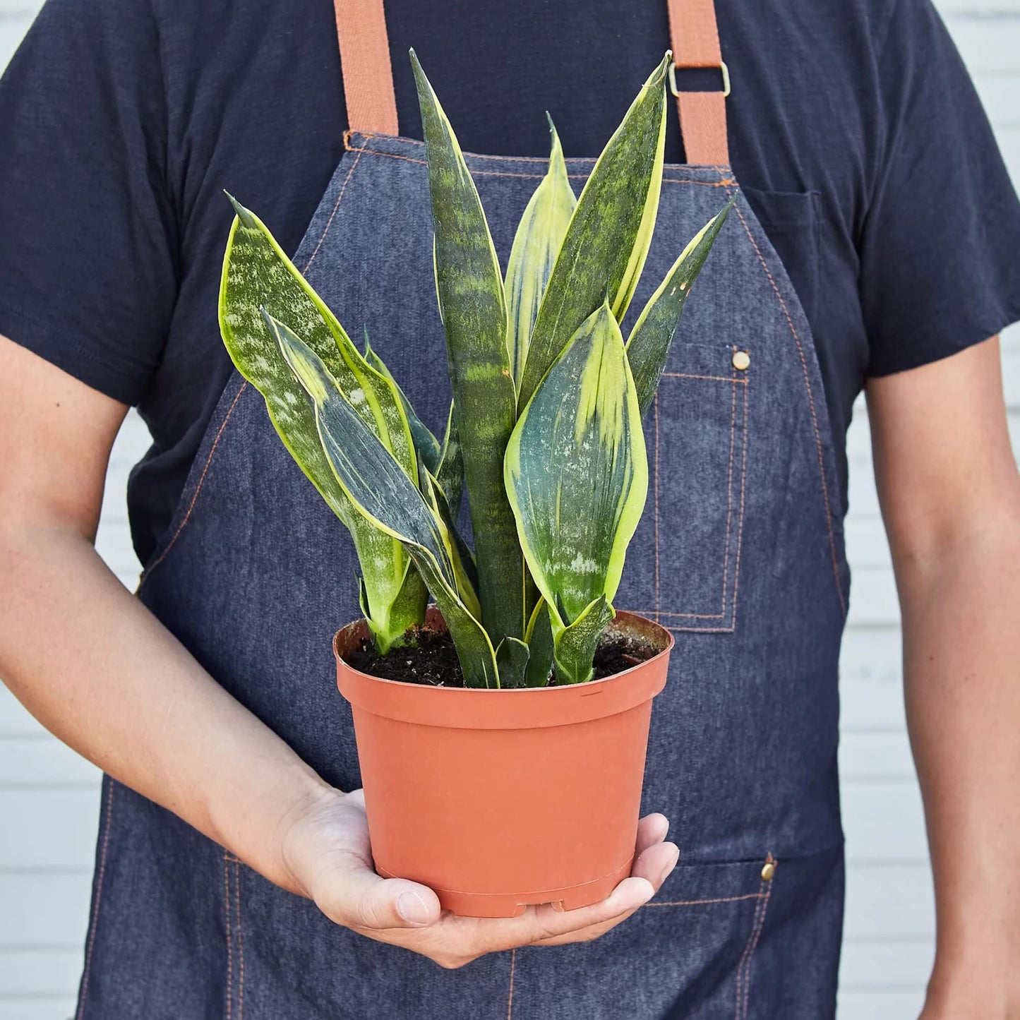 Snake Plants