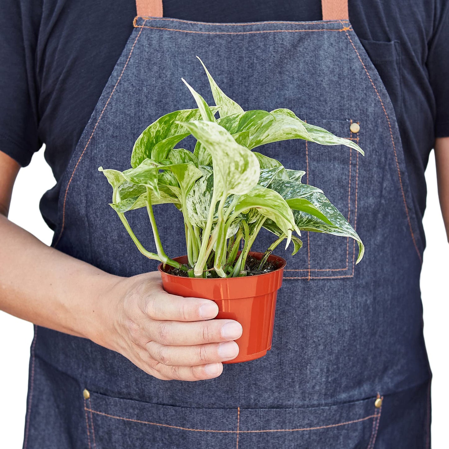Pothos