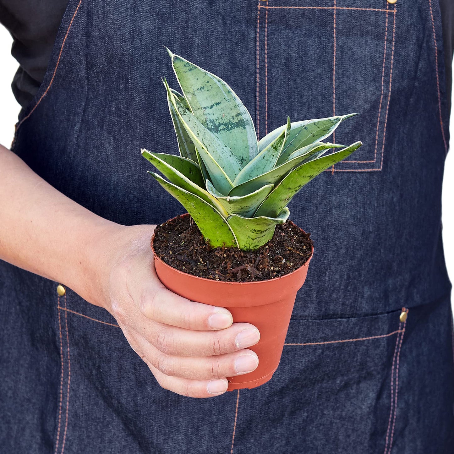 Snake Plants