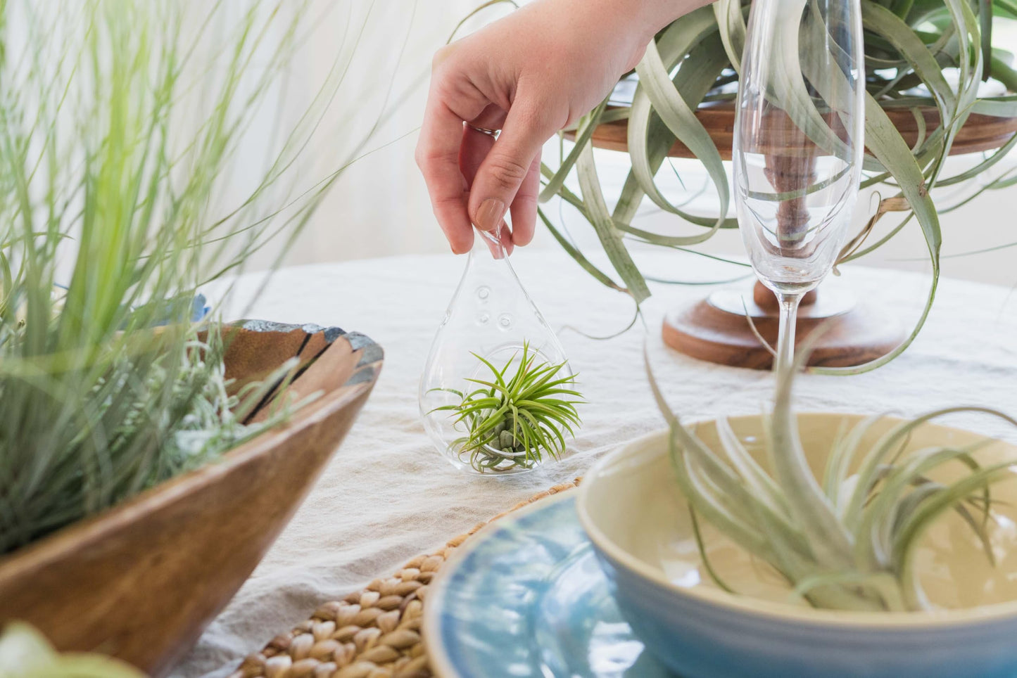 Air Plants - 5 Pack XL Tillandsia Ionantha Guatemala