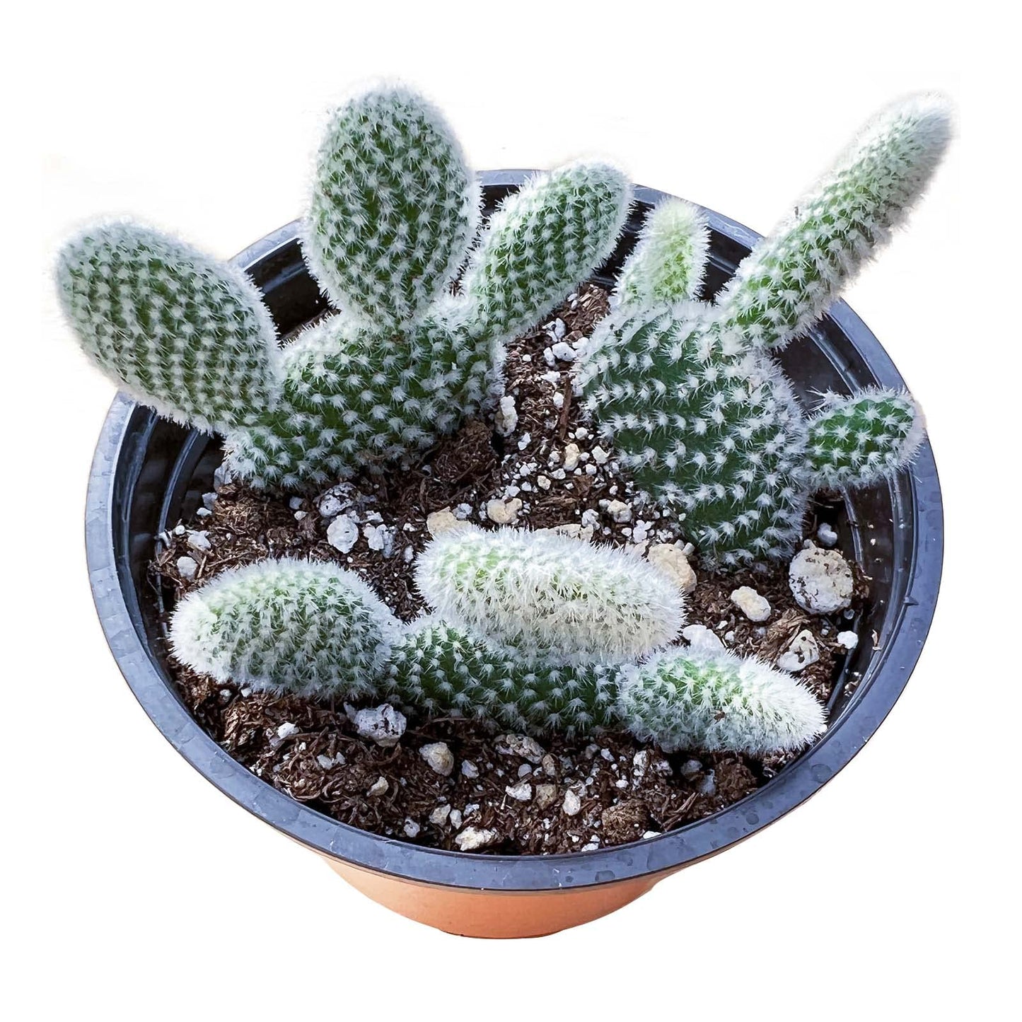 4" Trailing Succulents