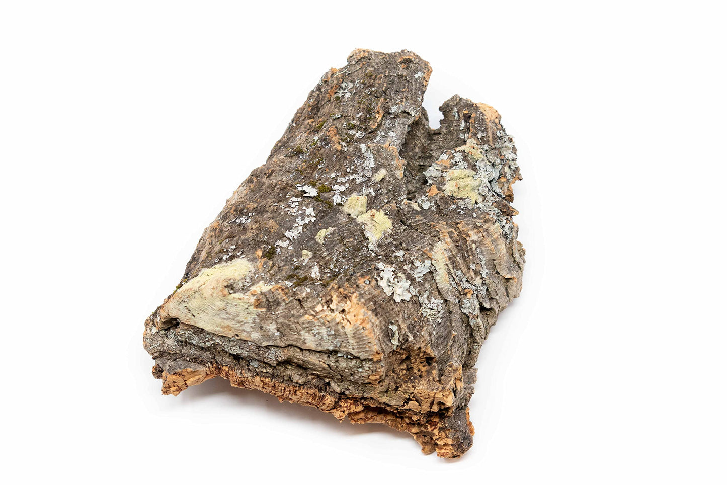 DIY Natural Cork Bark with Air Plants Kit