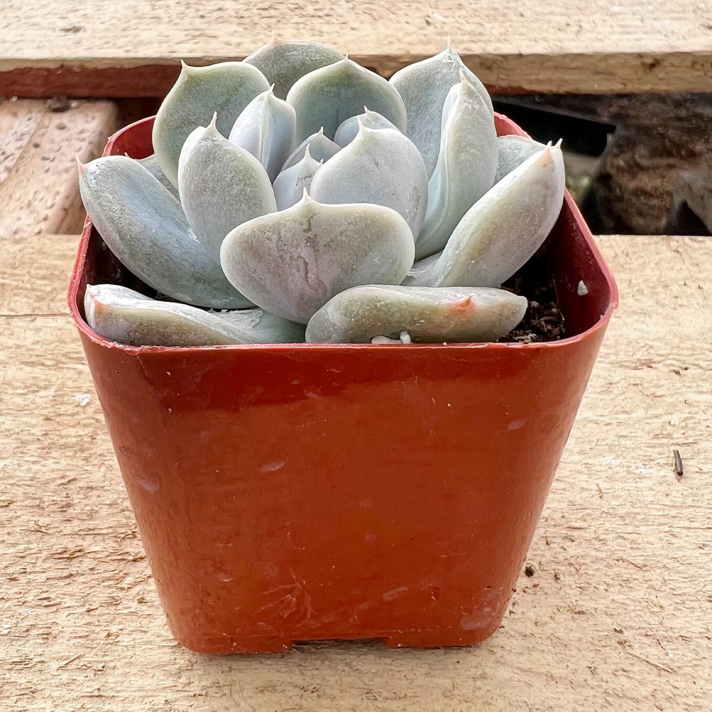 Sprout N Green Echeveria Minima, 1 Live Mini Succulent Plant Fully Rooted in 2 inch Starter Pot, Real House Plant for Indoor Outdoor Home Office Wedding Decoration Party Favor