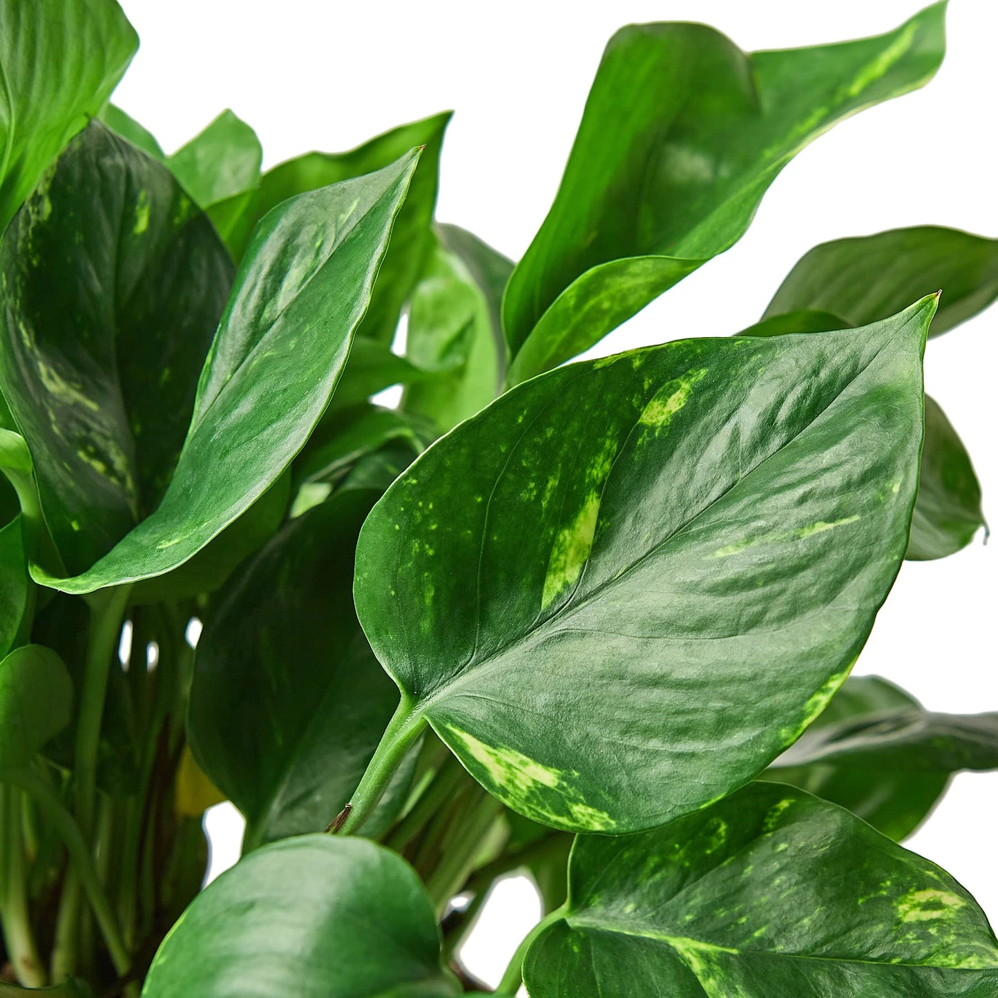 Pothos