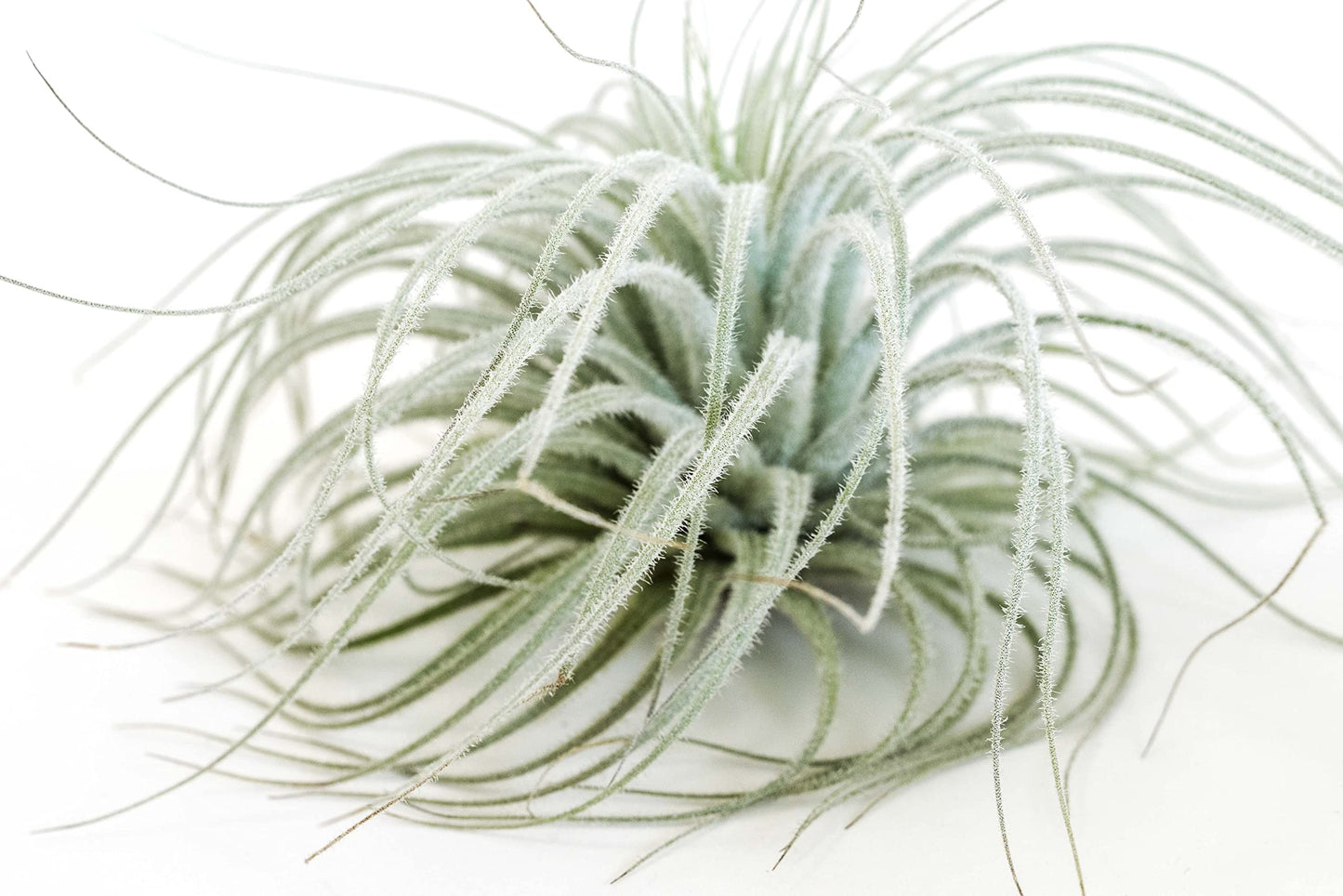 Jumbo Tectorum Ecuador Air Plant
