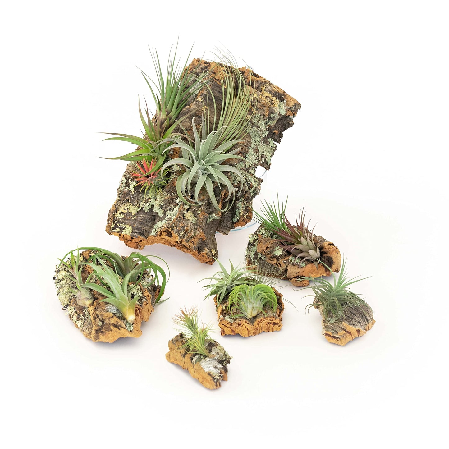DIY Natural Cork Bark with Air Plants Kit