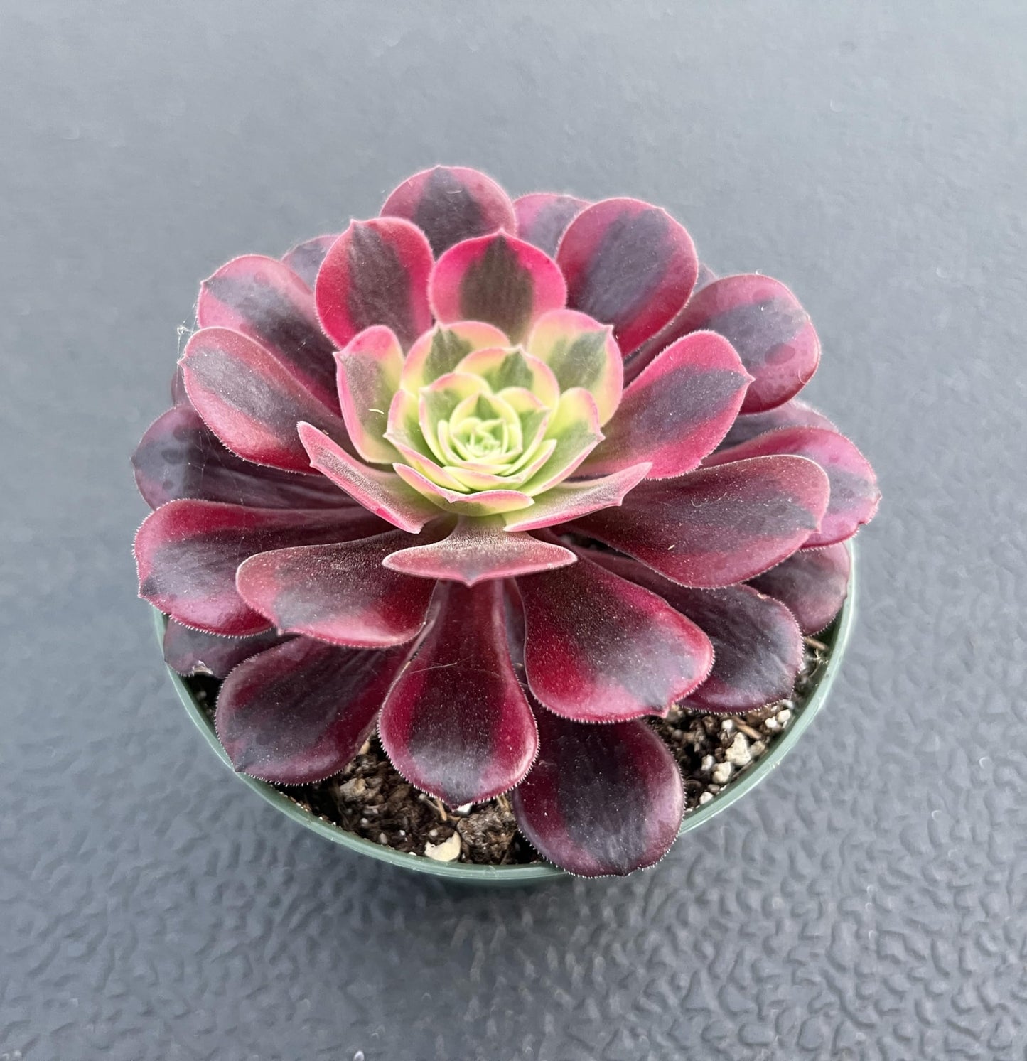 4" Trailing Succulents