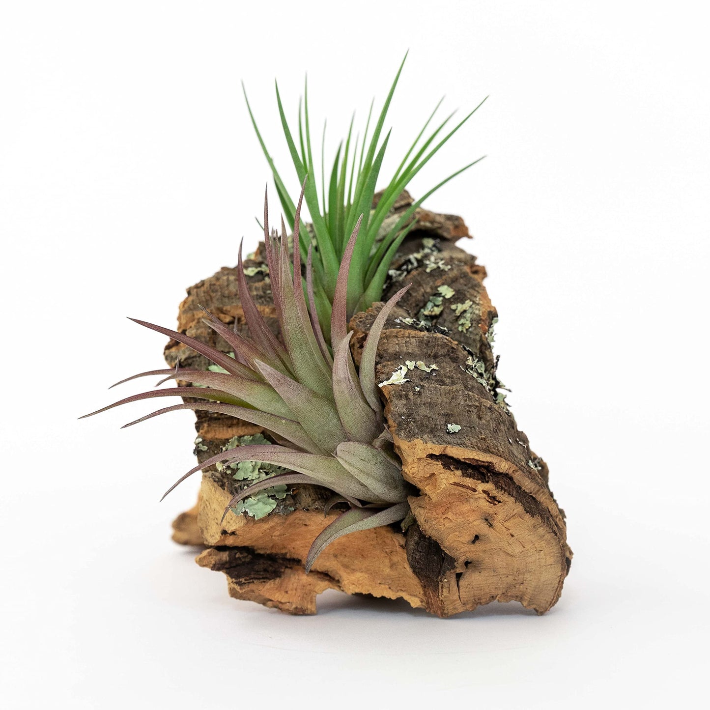 DIY Natural Cork Bark with Air Plants Kit