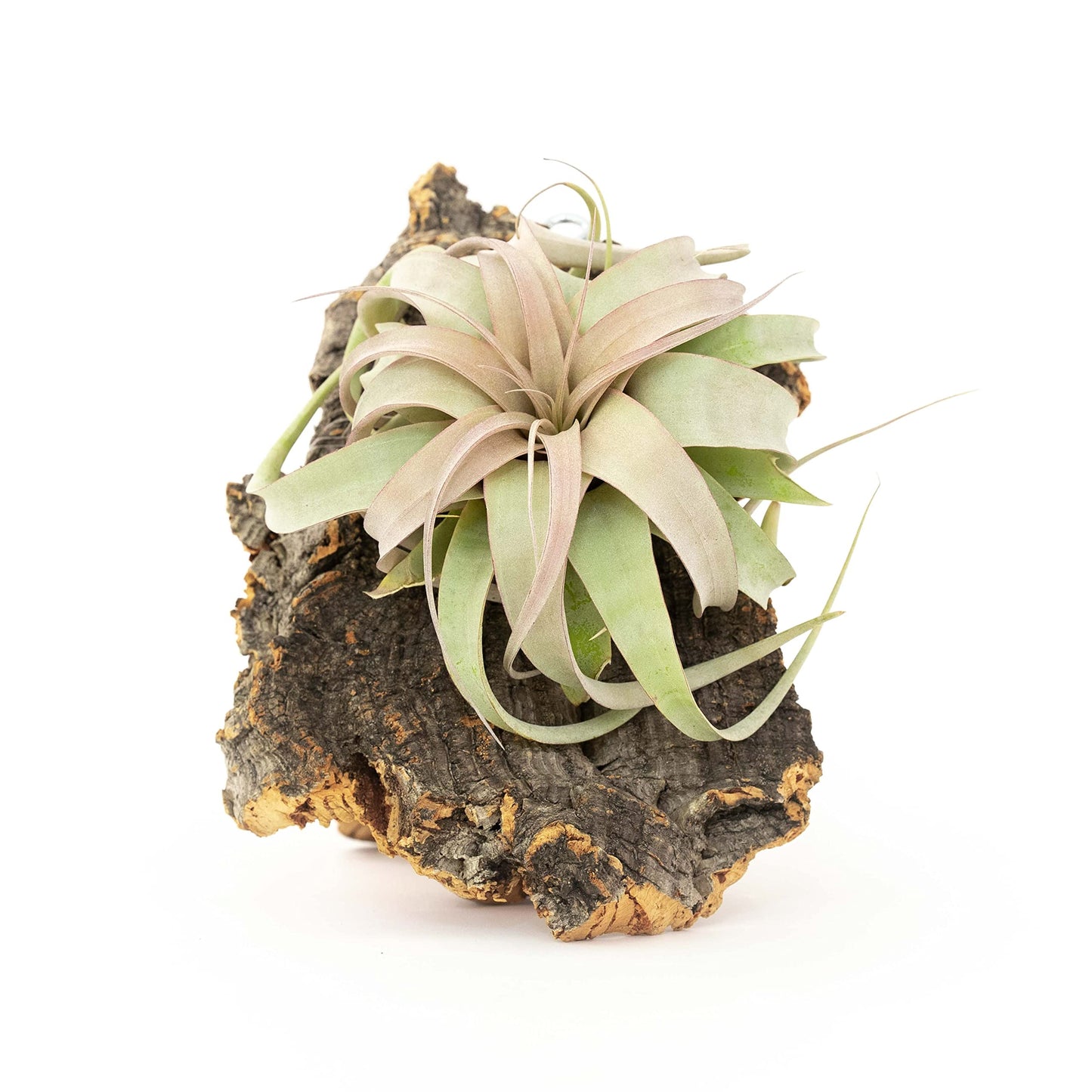 DIY Natural Cork Bark with Air Plants Kit