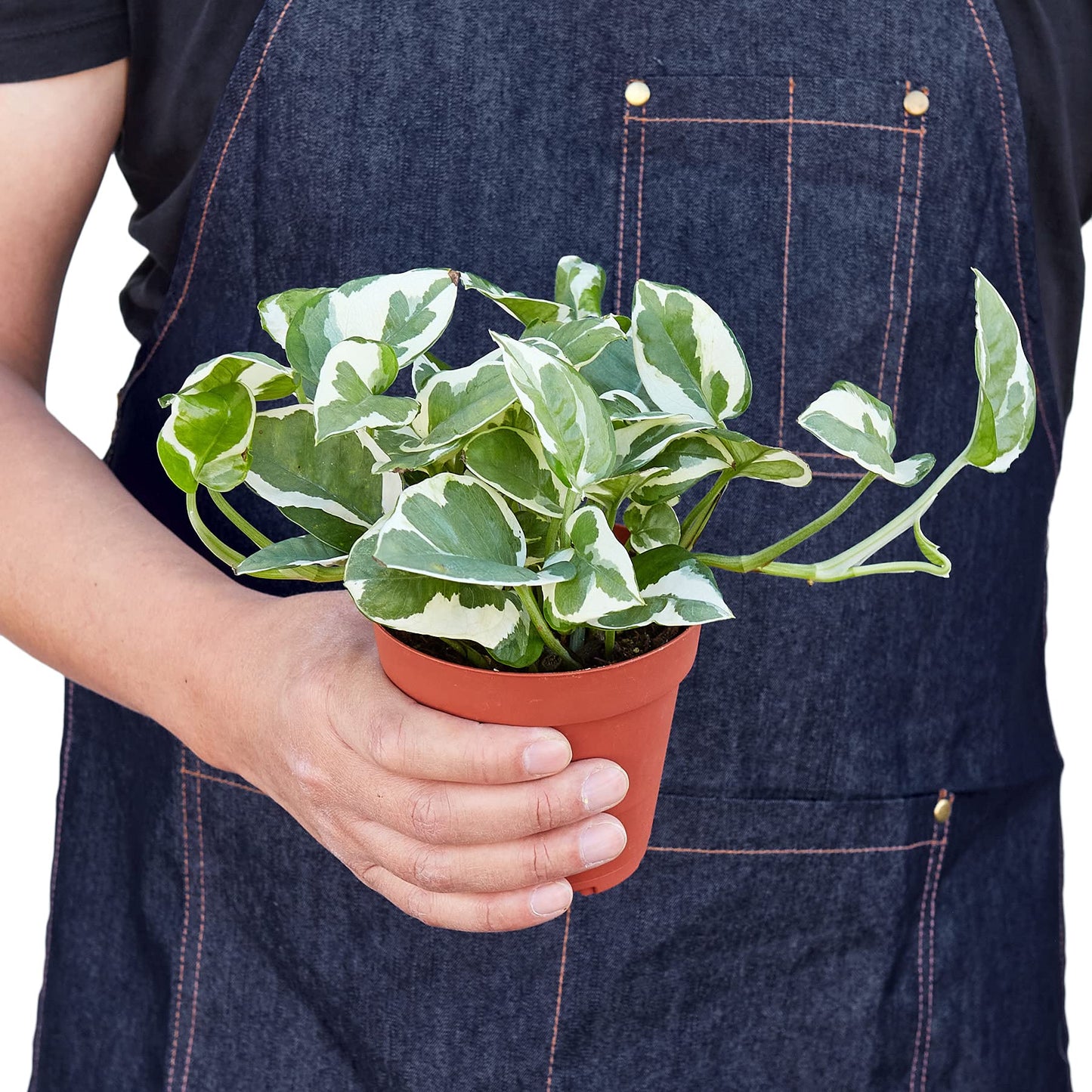Pothos