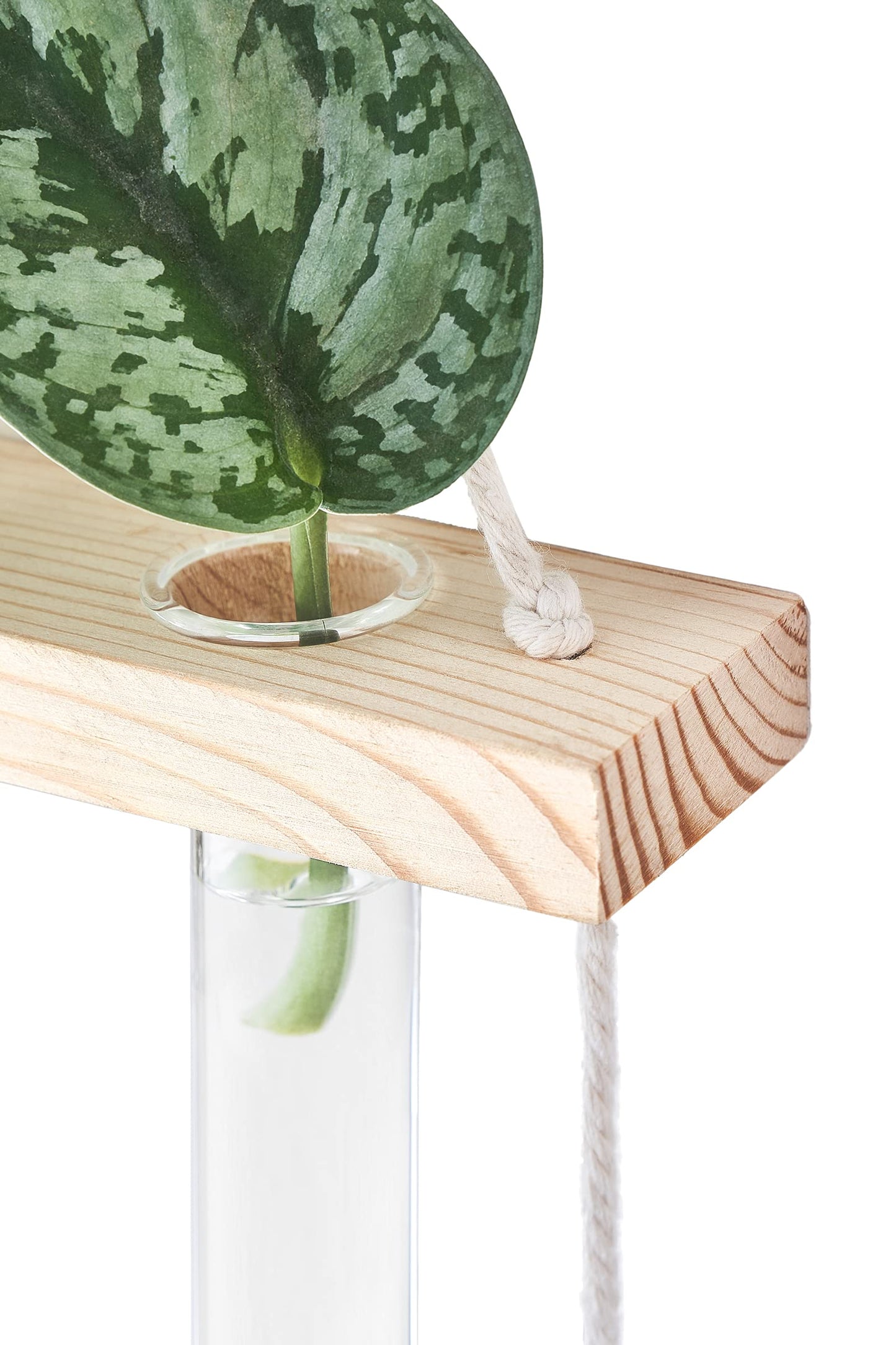 Wall Hanging Plant Propagation Station