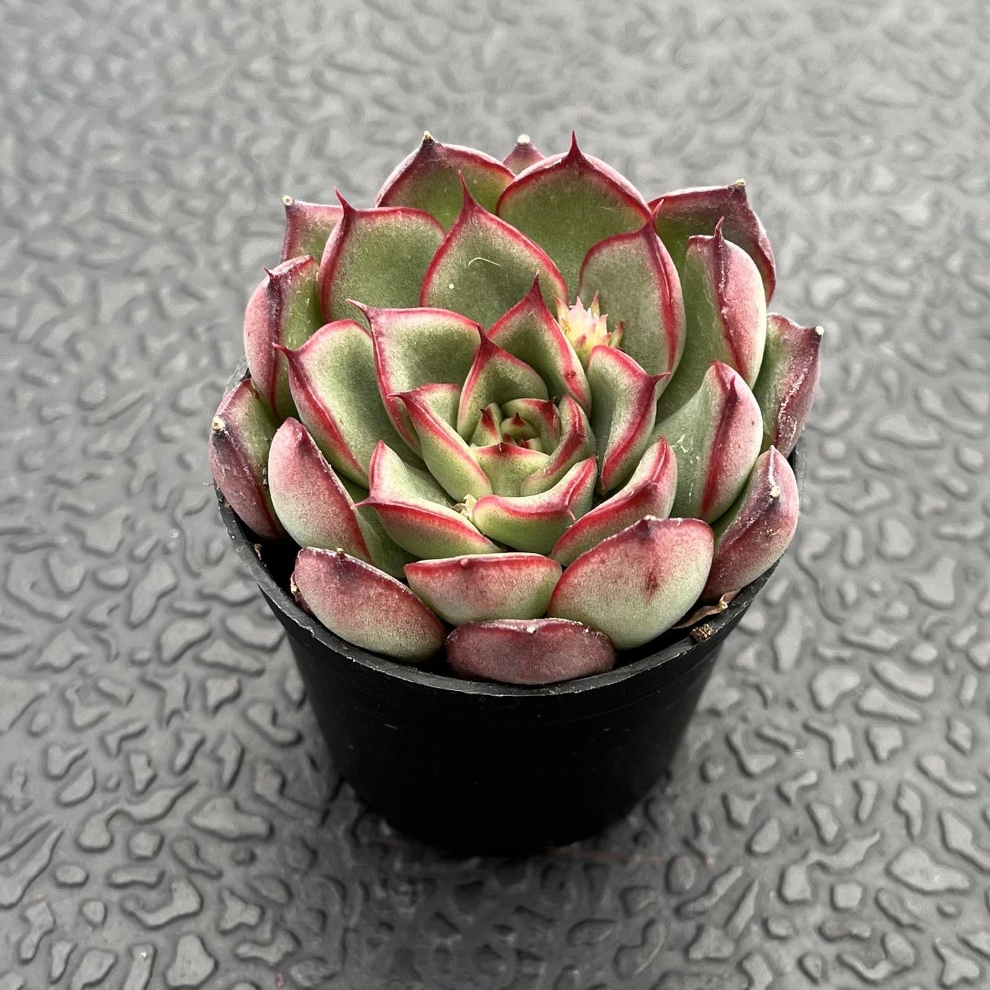 Sprout N Green Echeveria Minima, 1 Live Mini Succulent Plant Fully Rooted in 2 inch Starter Pot, Real House Plant for Indoor Outdoor Home Office Wedding Decoration Party Favor