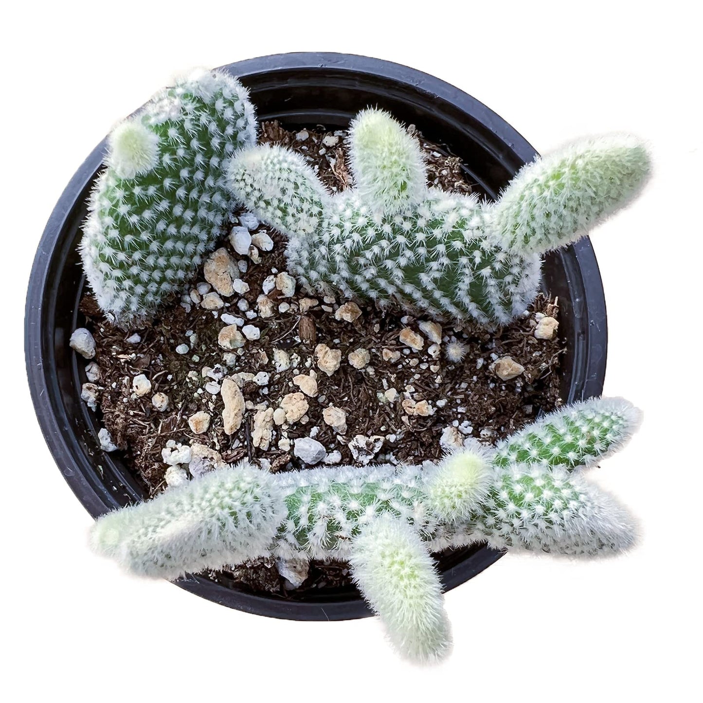4" Trailing Succulents