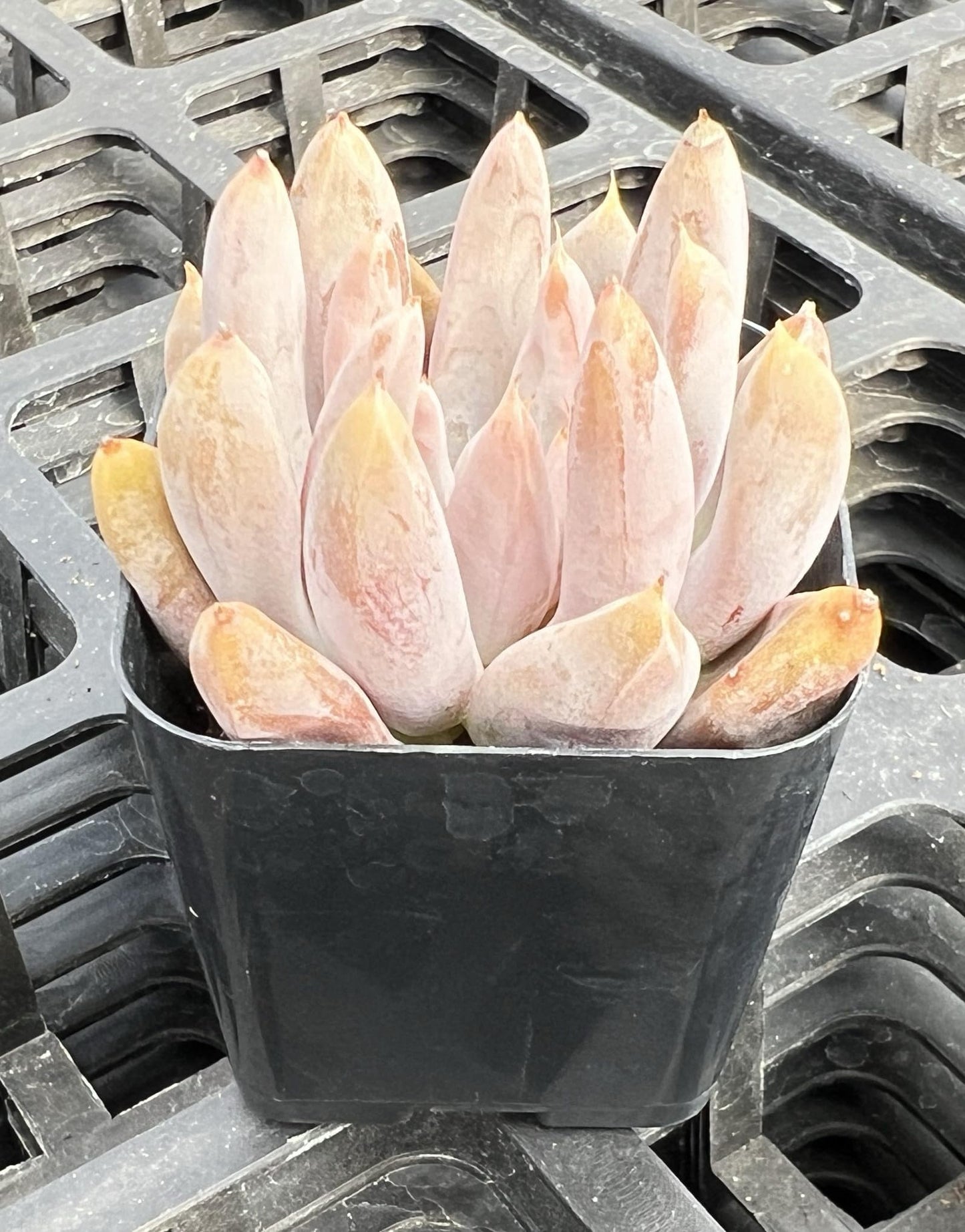 Sprout N Green Echeveria Minima, 1 Live Mini Succulent Plant Fully Rooted in 2 inch Starter Pot, Real House Plant for Indoor Outdoor Home Office Wedding Decoration Party Favor