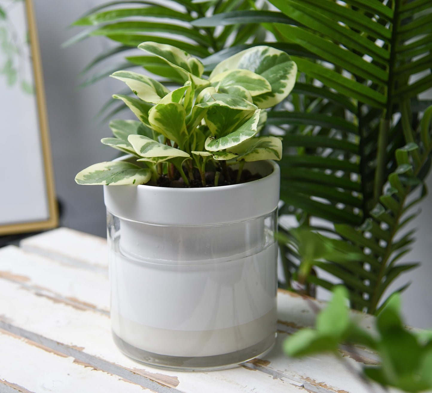 Self Watering Planter Pot Terracotta and Glass