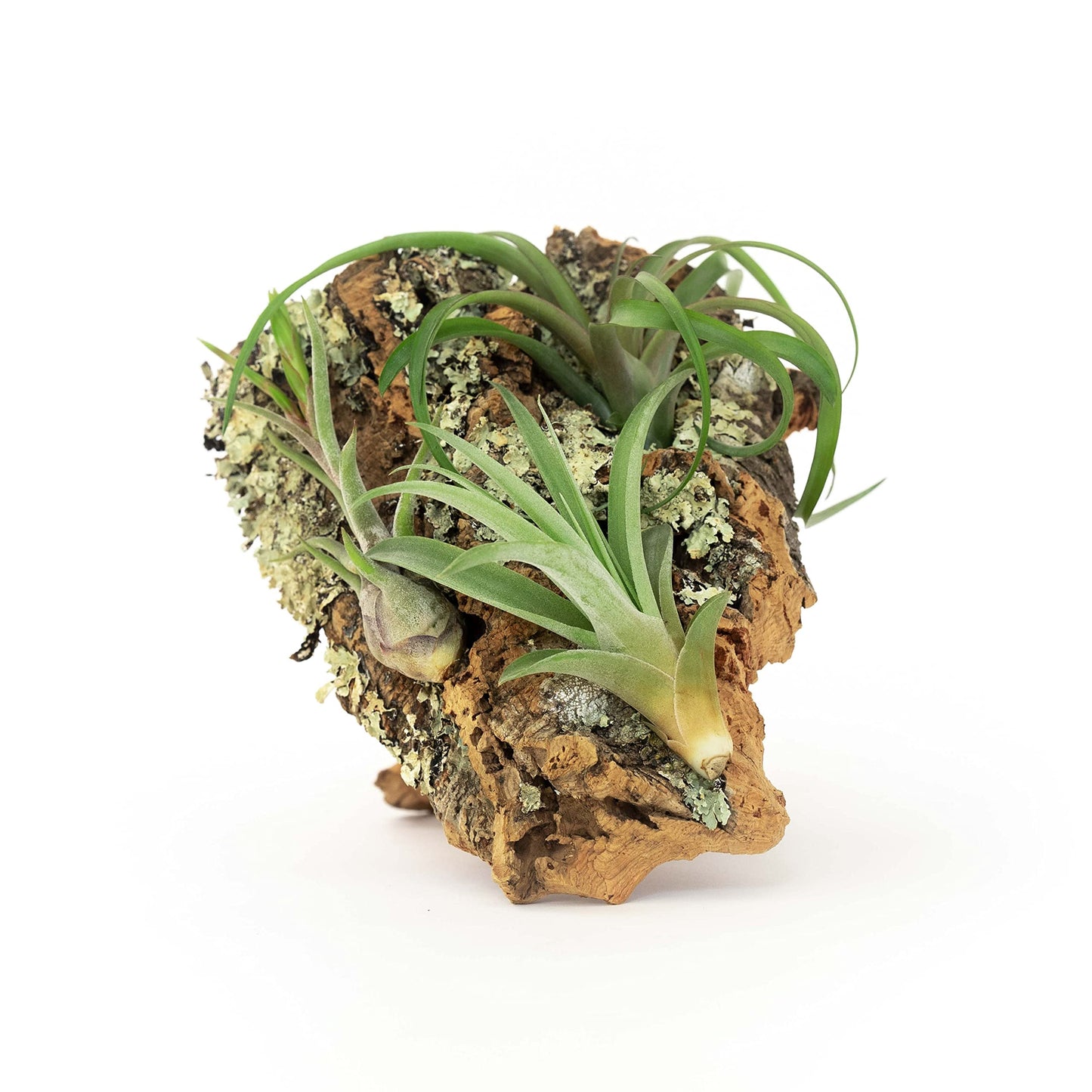 DIY Natural Cork Bark with Air Plants Kit