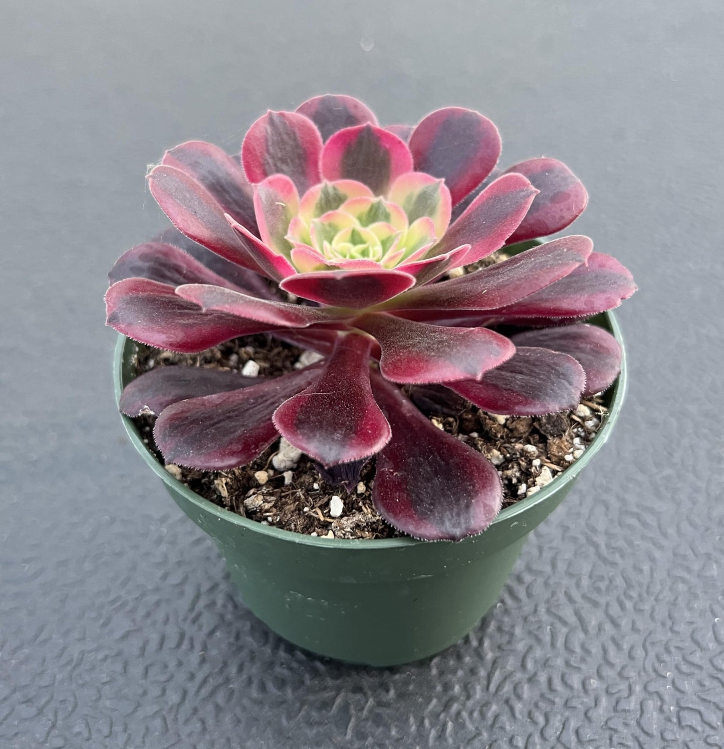 4" Trailing Succulents