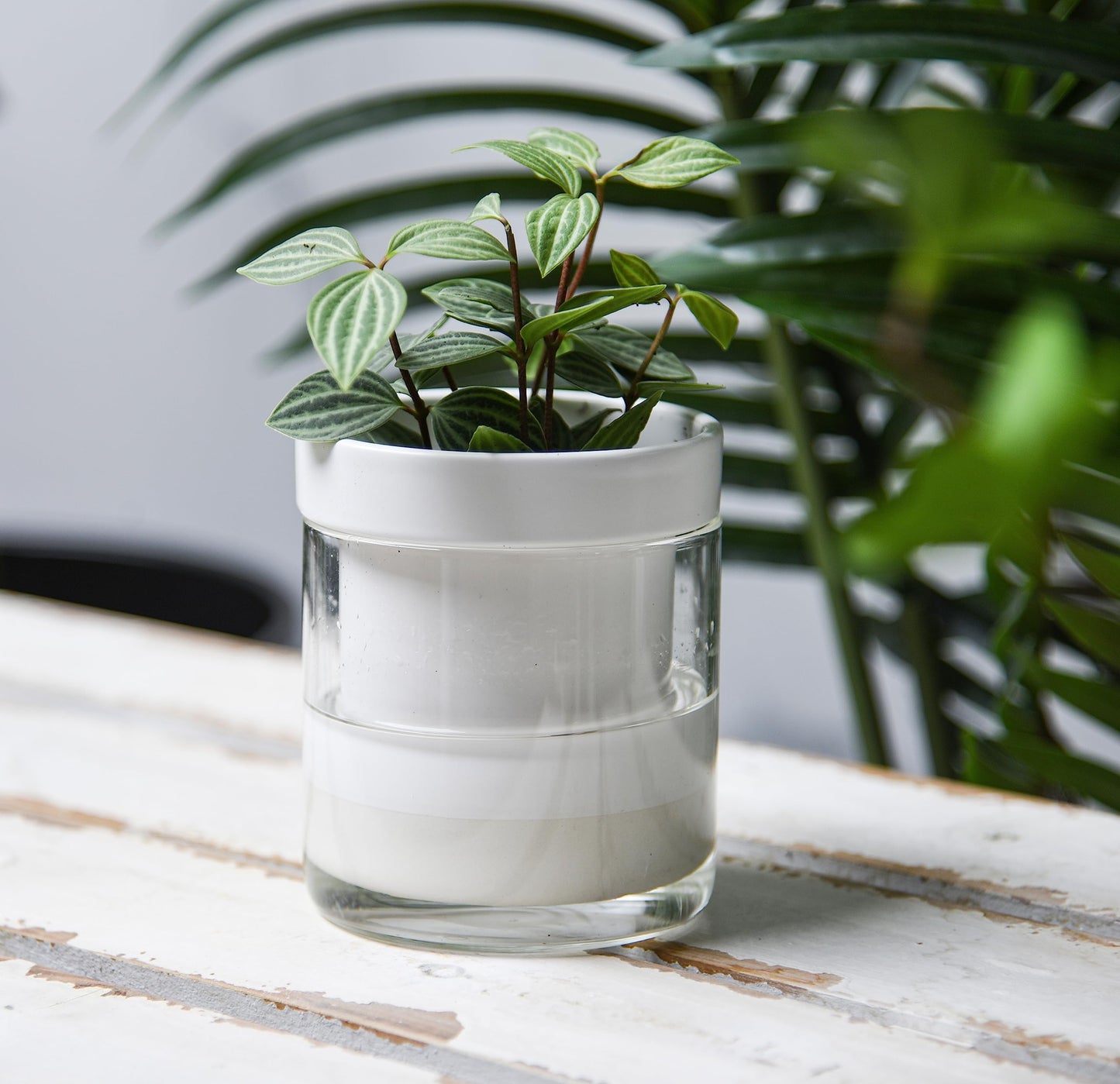 Self Watering Planter Pot Terracotta and Glass