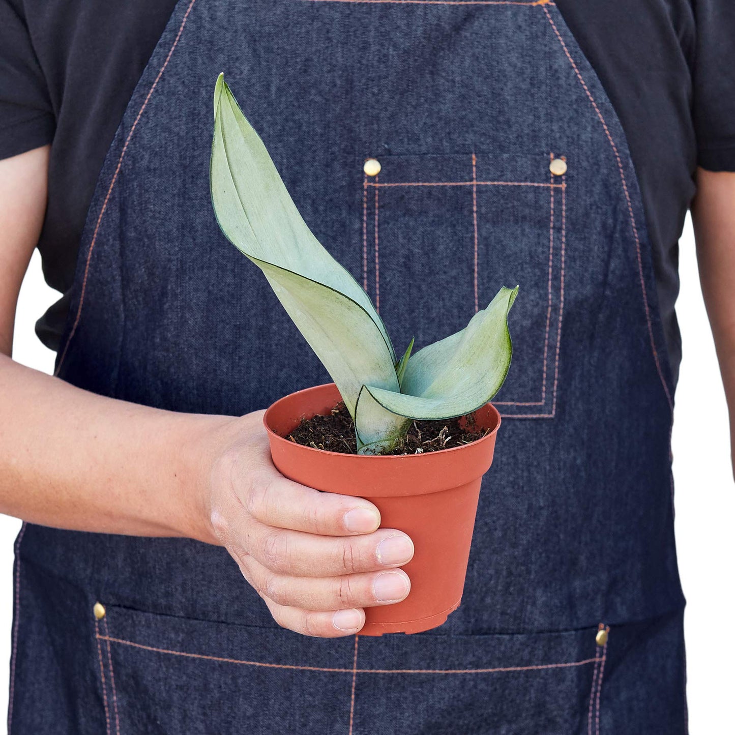 Snake Plants
