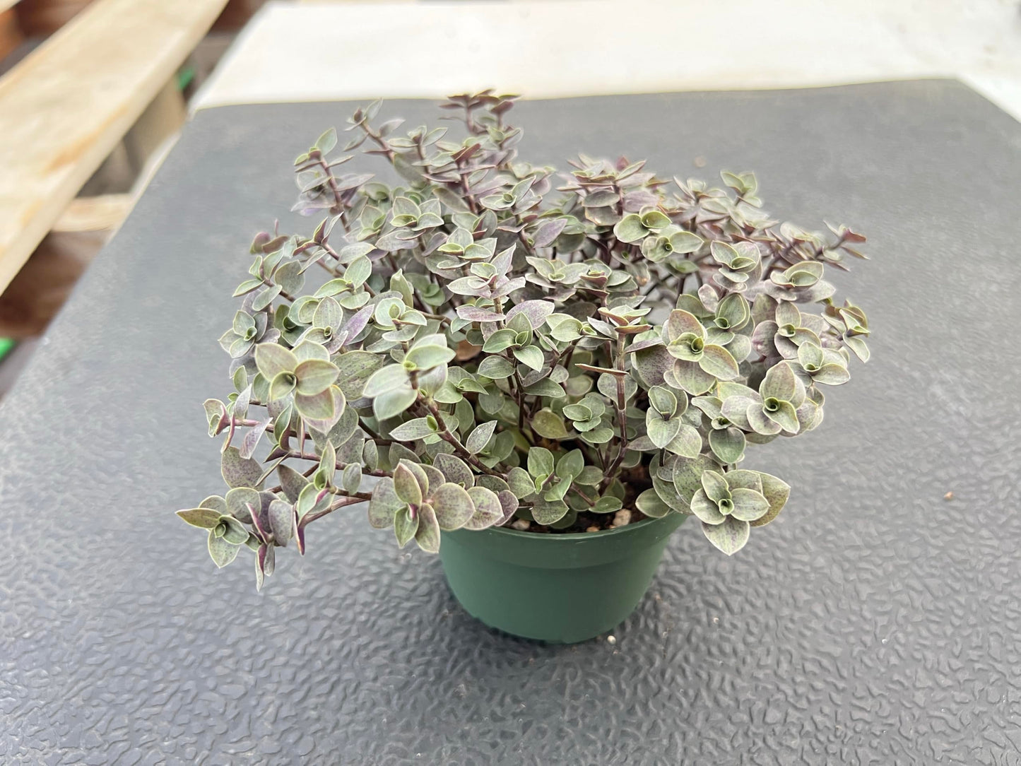 4" Trailing Succulents