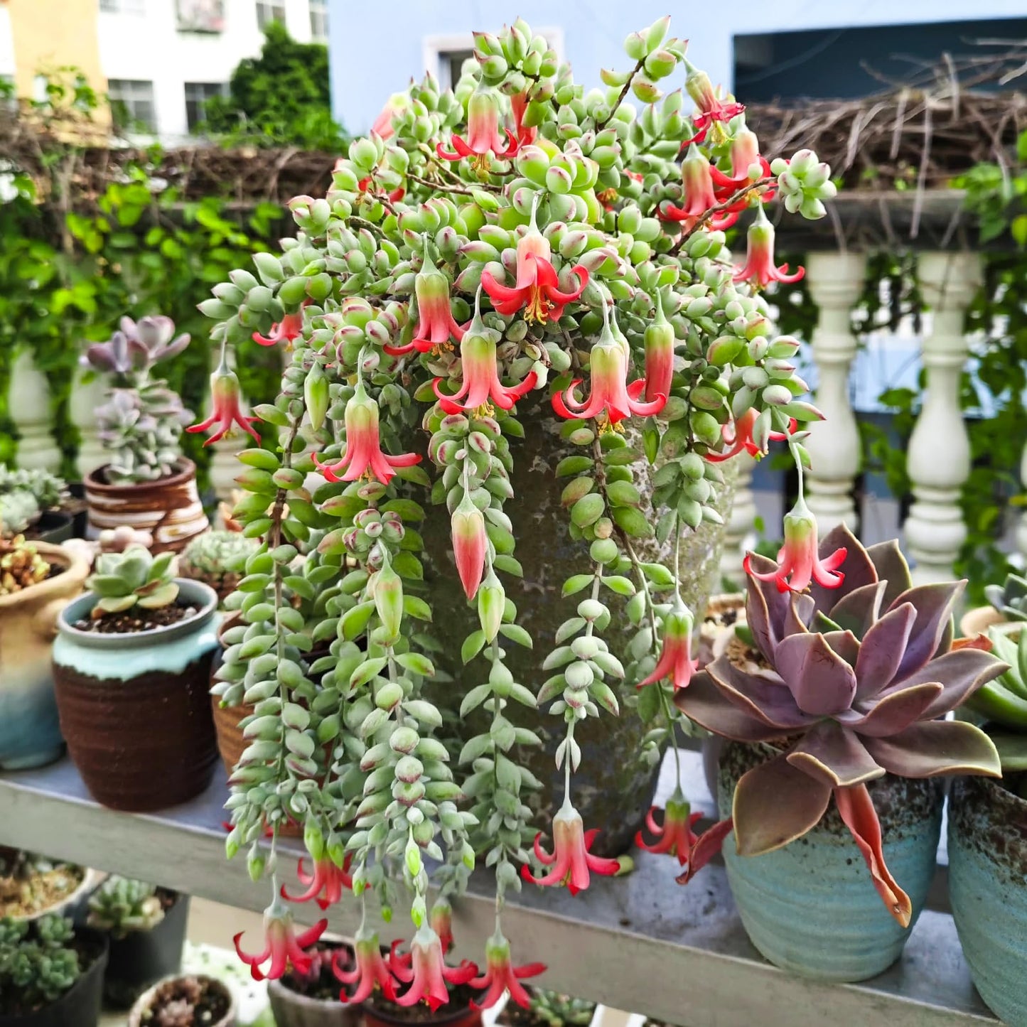4" Trailing Succulents