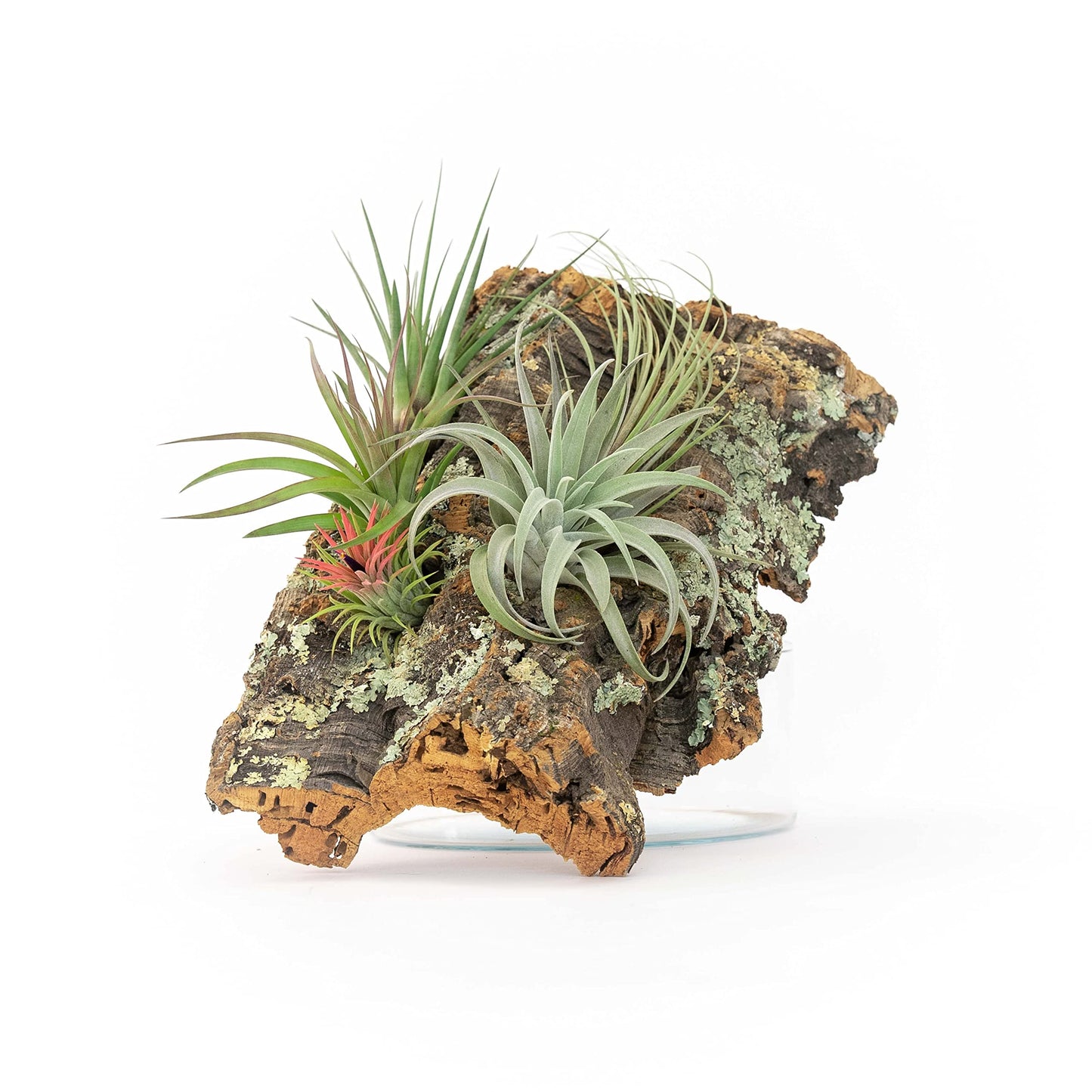 DIY Natural Cork Bark with Air Plants Kit